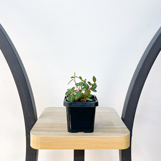 Peperomia Xanadu | The Plant Boys