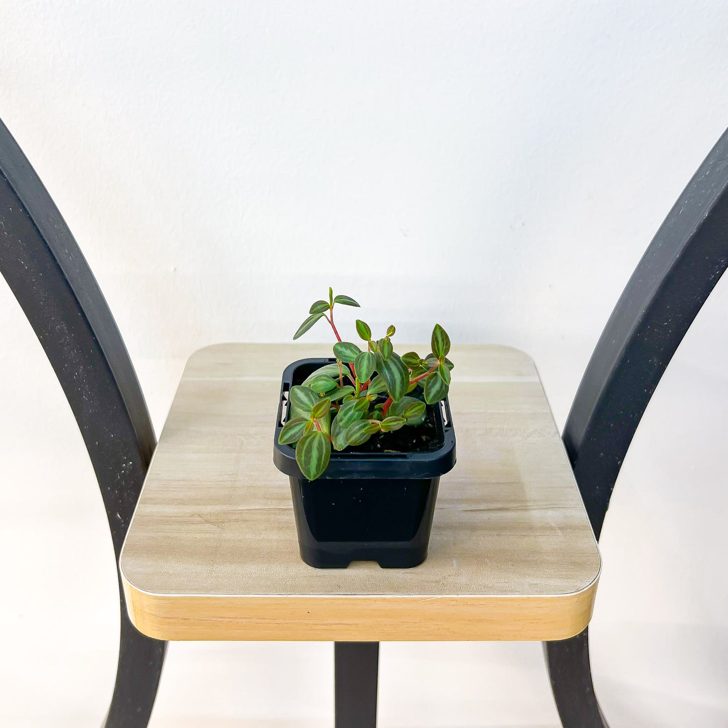 Peperomia Xanadu | The Plant Boys