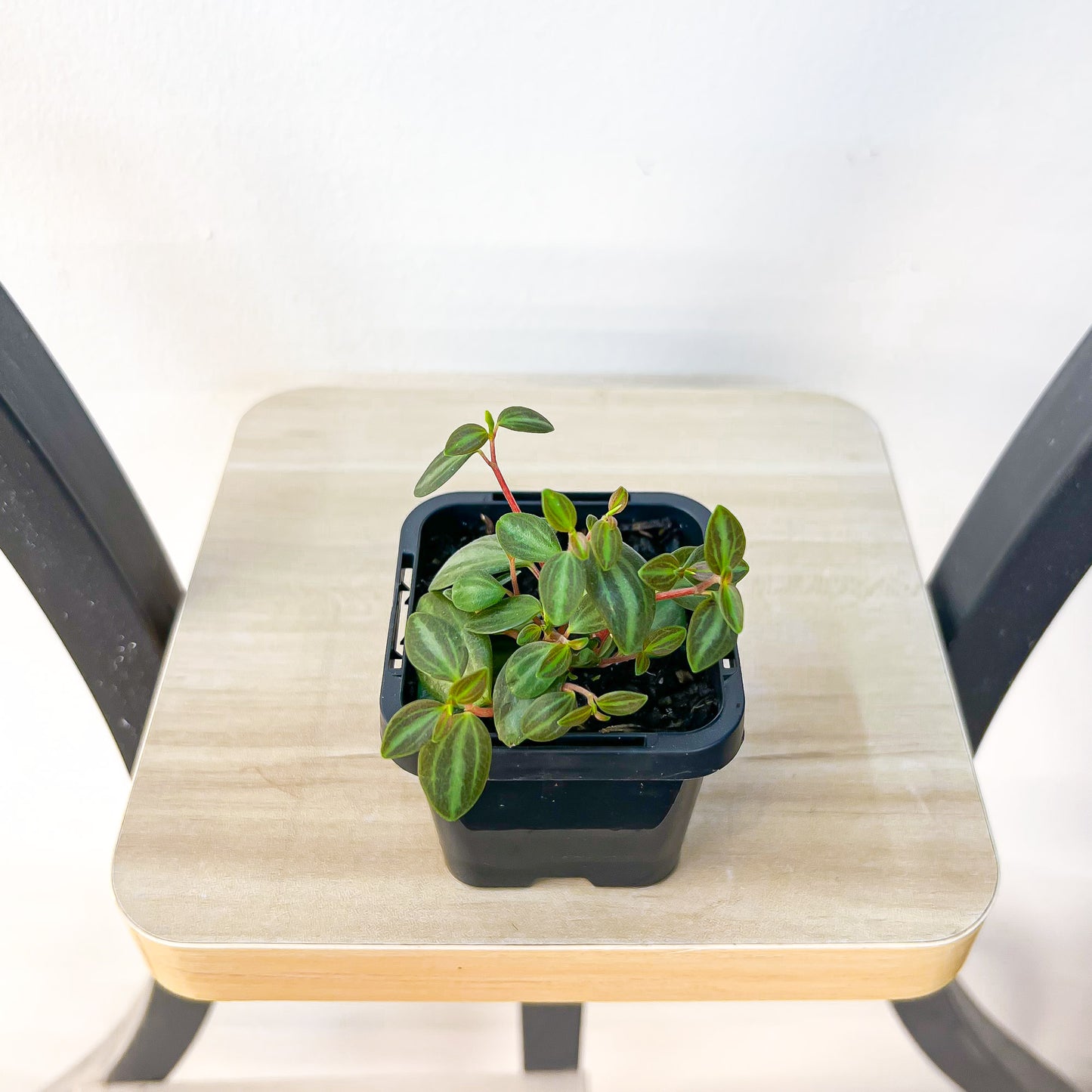 Peperomia Xanadu | The Plant Boys