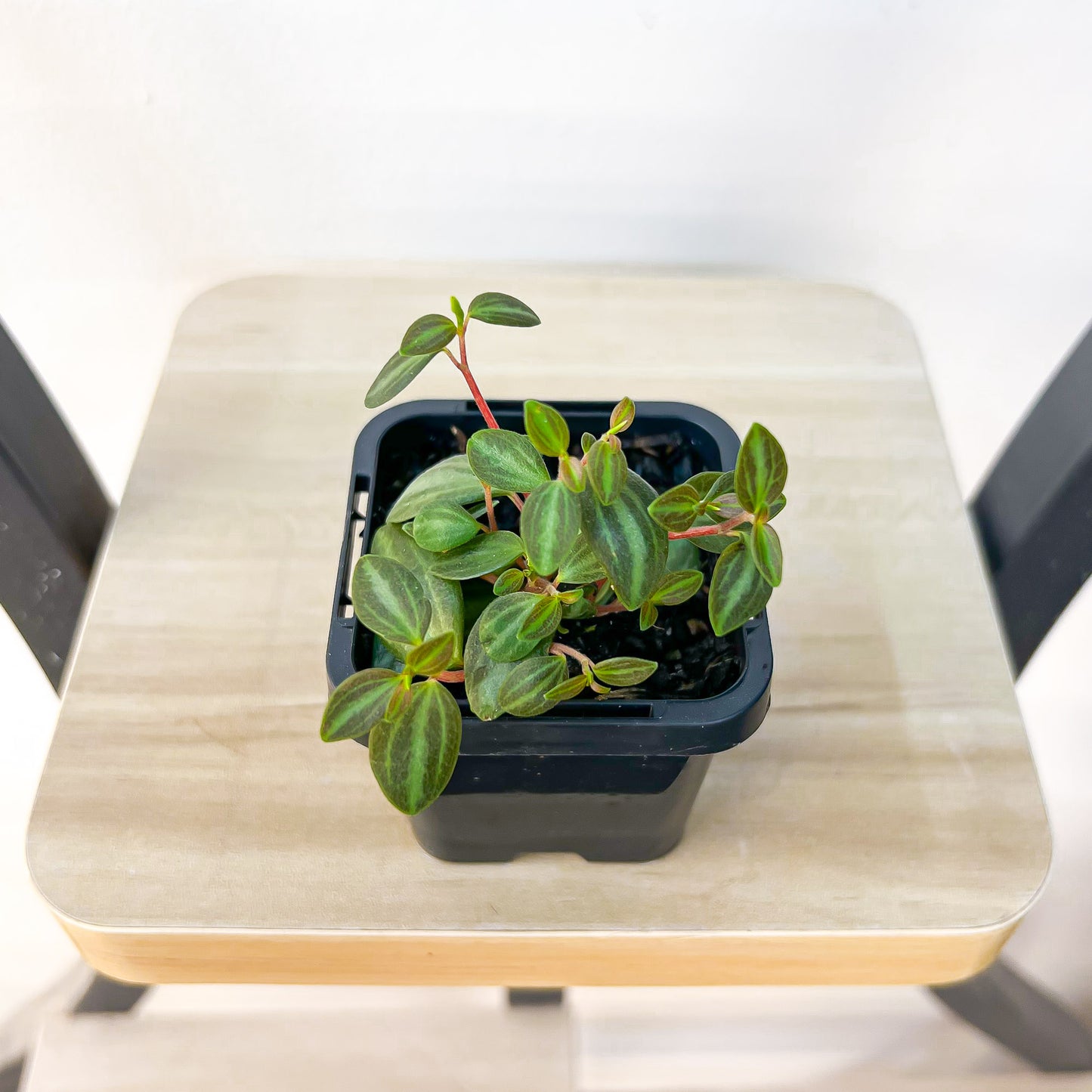 Peperomia Xanadu | The Plant Boys