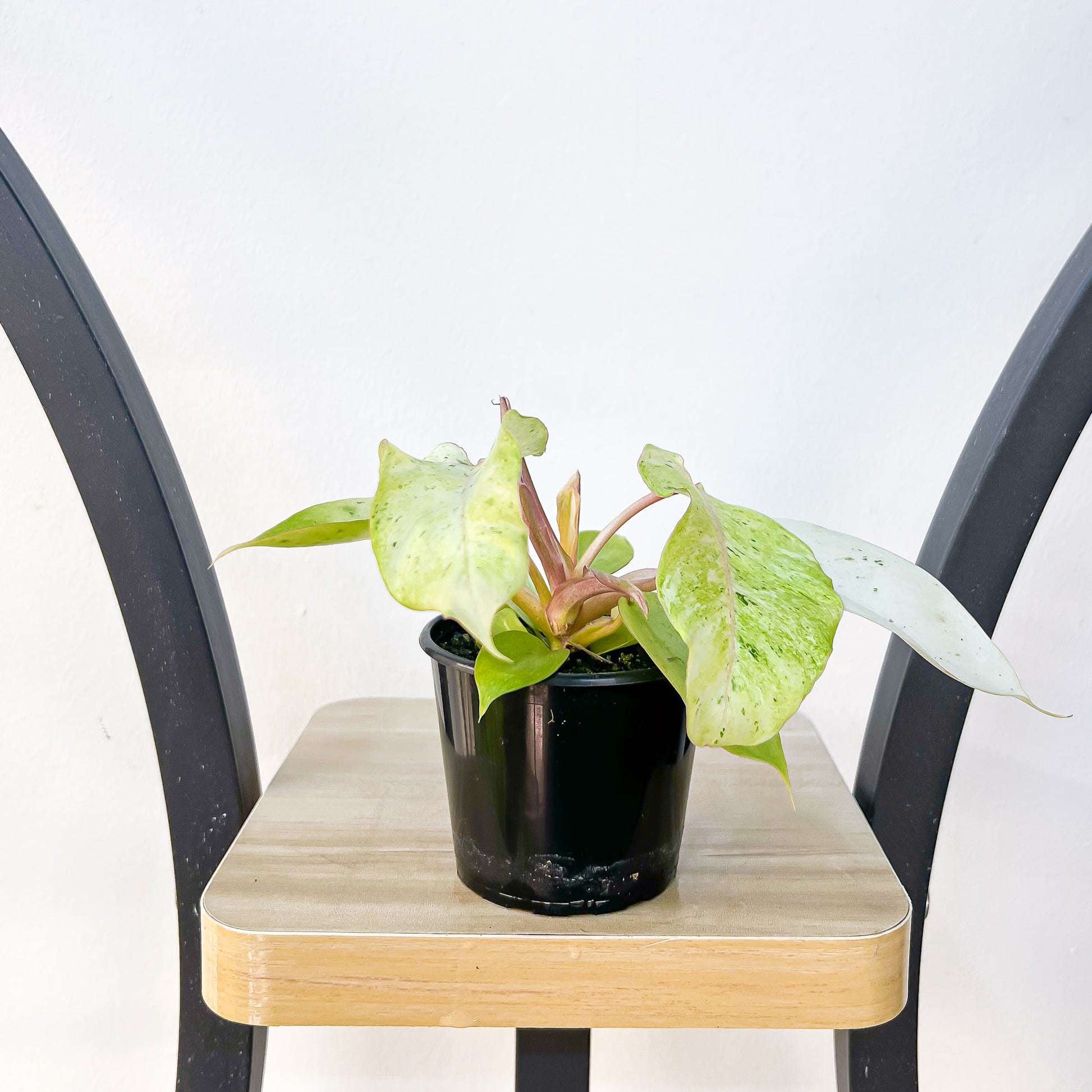 Philodendron Snowdrift | The Plant Boys