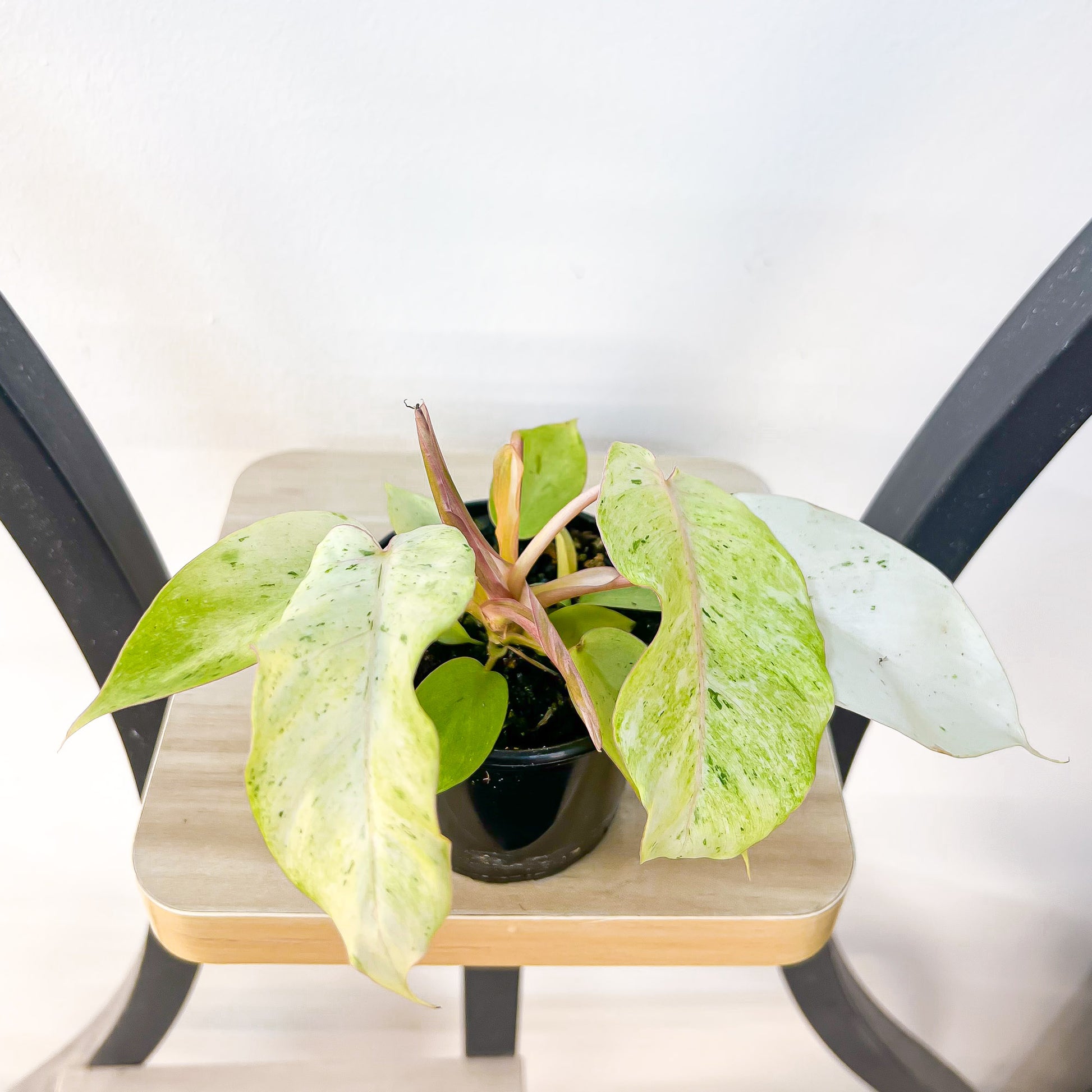 Philodendron Snowdrift | The Plant Boys