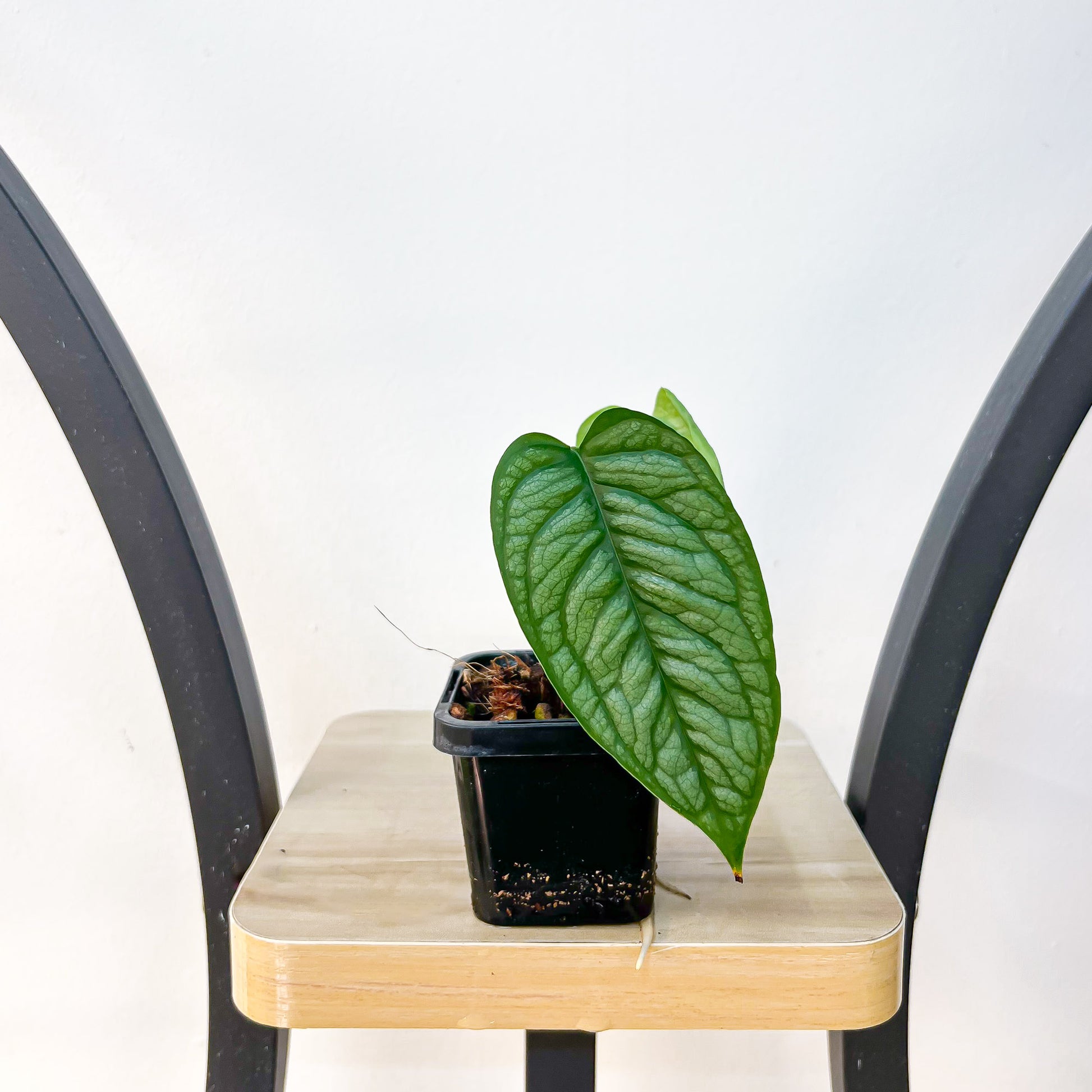 Monstera Siltepecana El Salvador | The Plant Boys