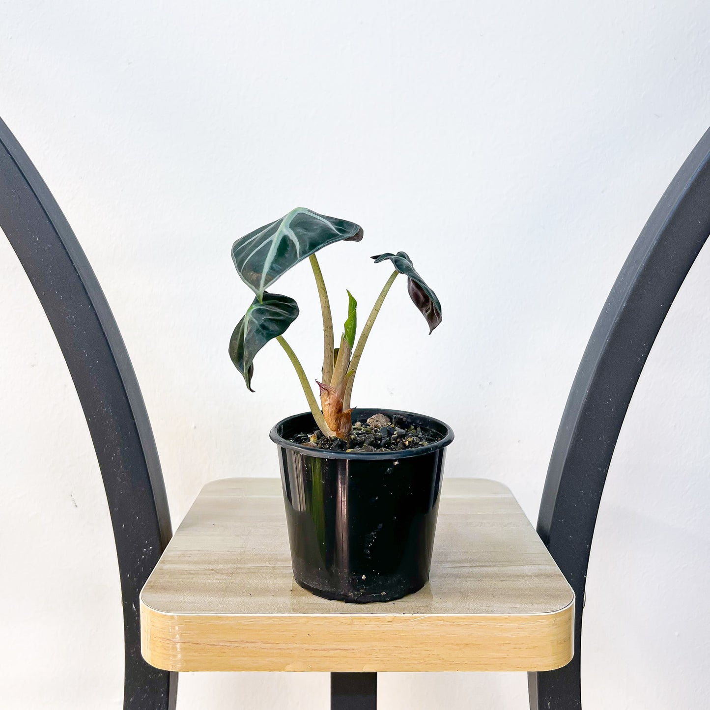 Alocasia Heart Balloon | The Plant Boys