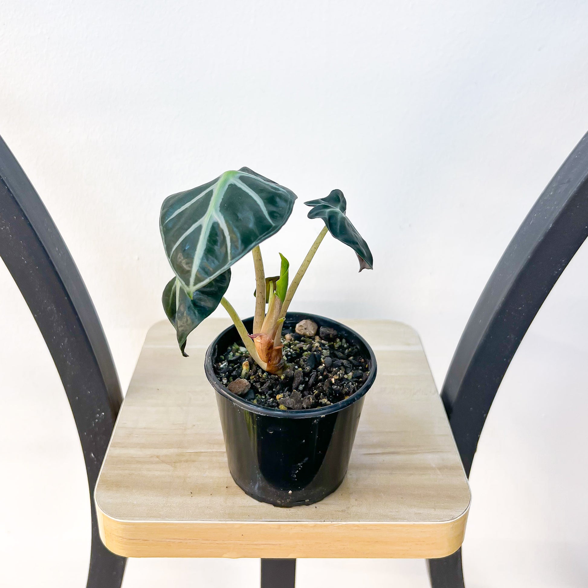 Alocasia Heart Balloon | The Plant Boys