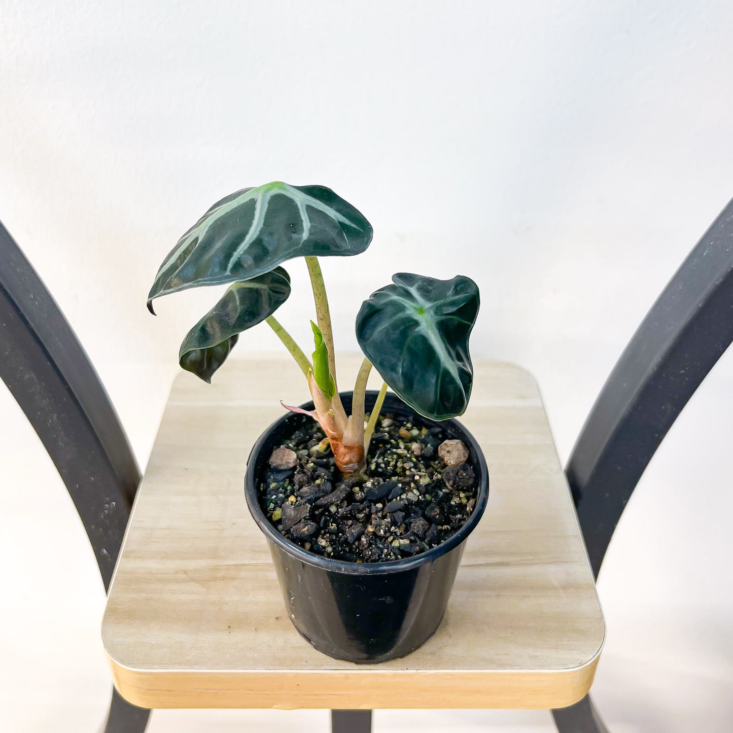 Alocasia Heart Balloon | The Plant Boys