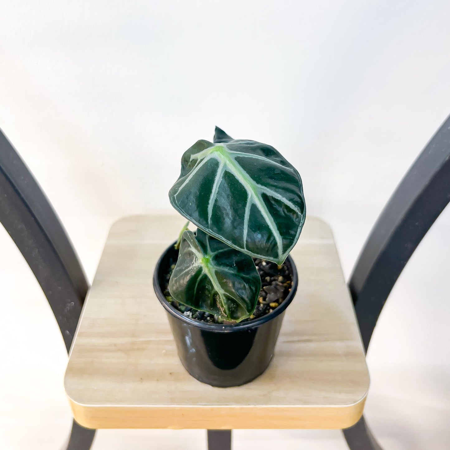 Alocasia Heart Balloon | The Plant Boys