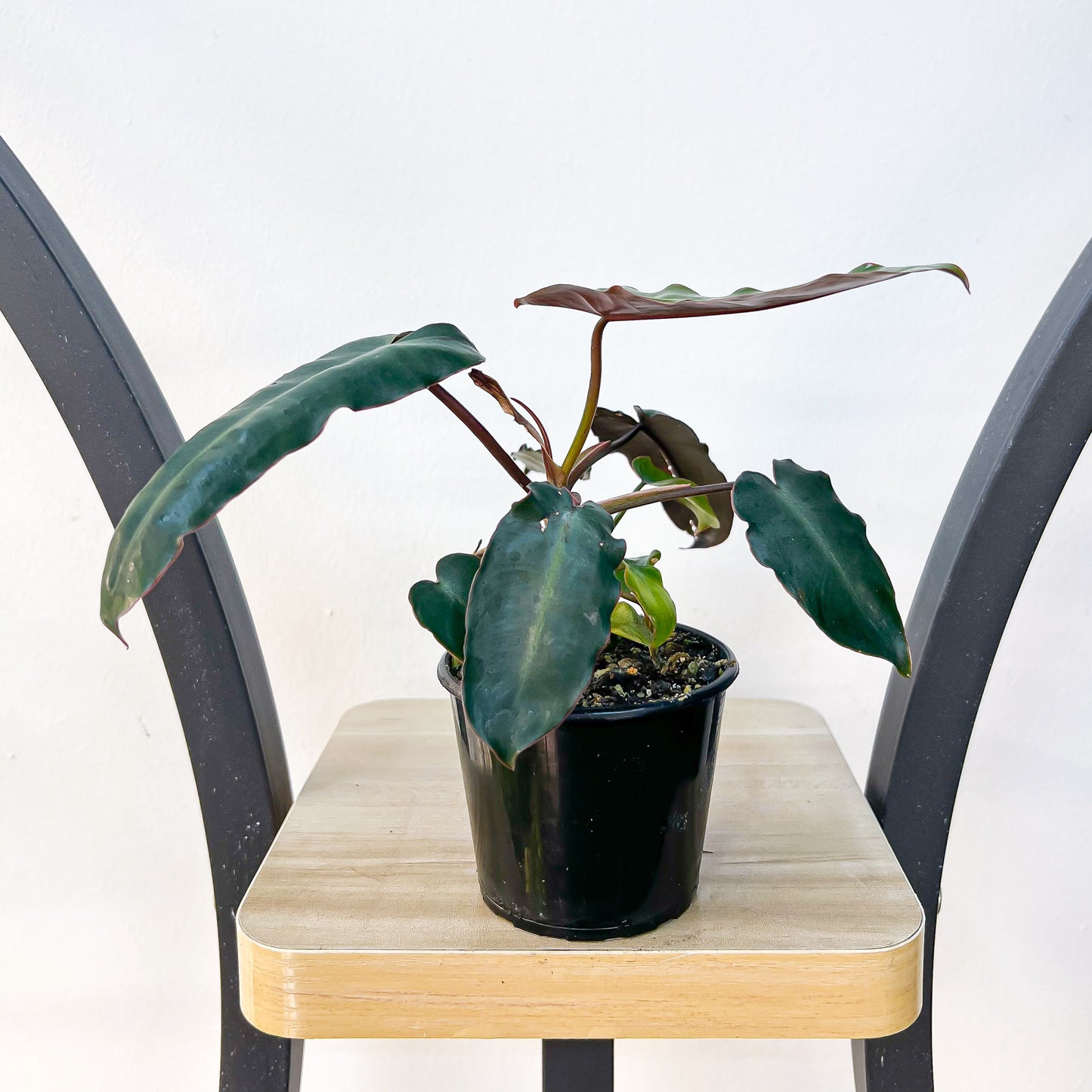 Philodendron Billietiae Black Form | The Plant Boys