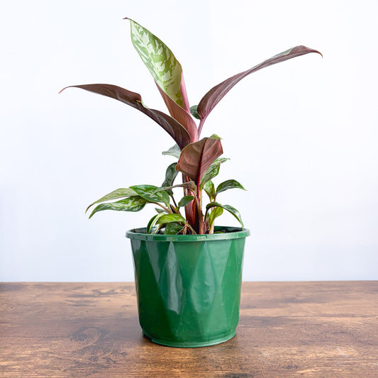 Apoballis Red Sword | The Plant Boys