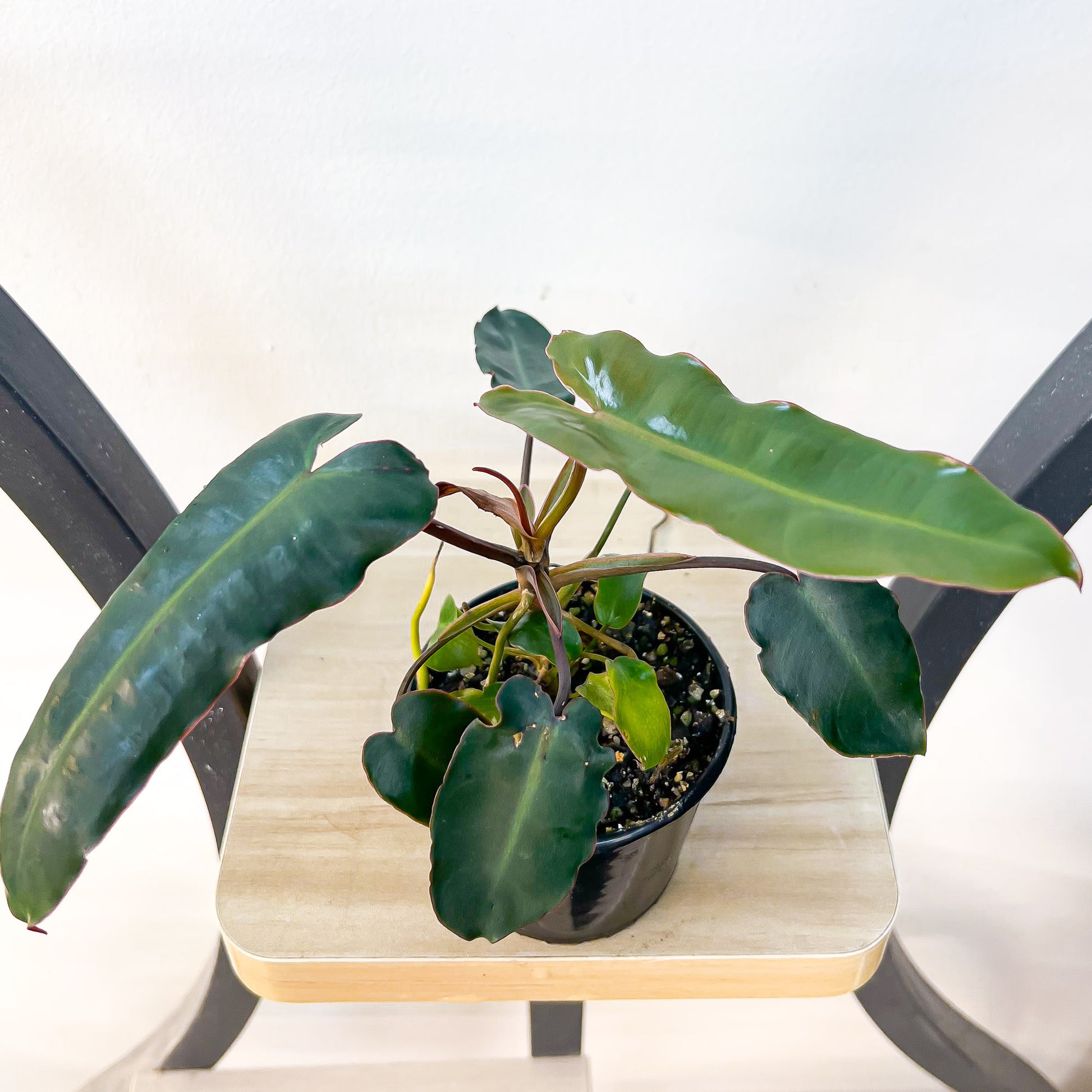 philodendron billietiae dark form Philodendron Billietiae Black Form – The Plant Boys