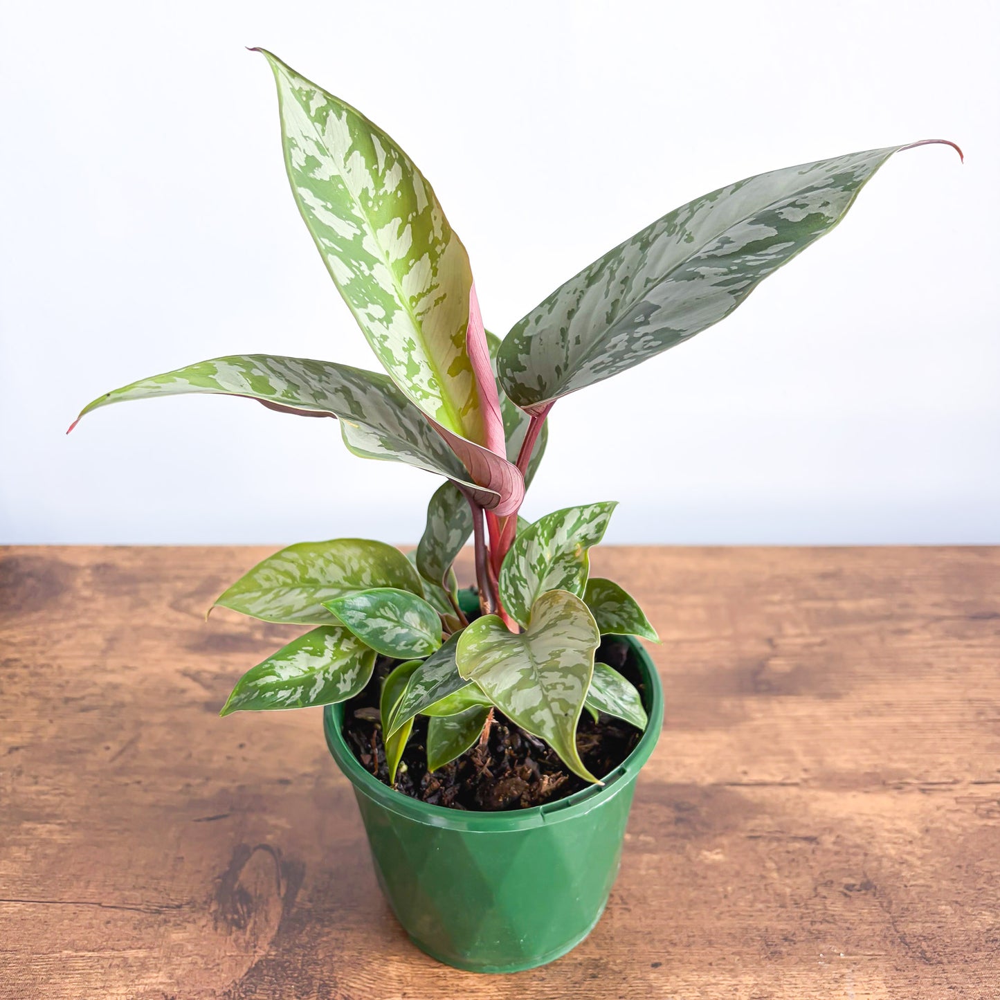 Apoballis Red Sword | The Plant Boys