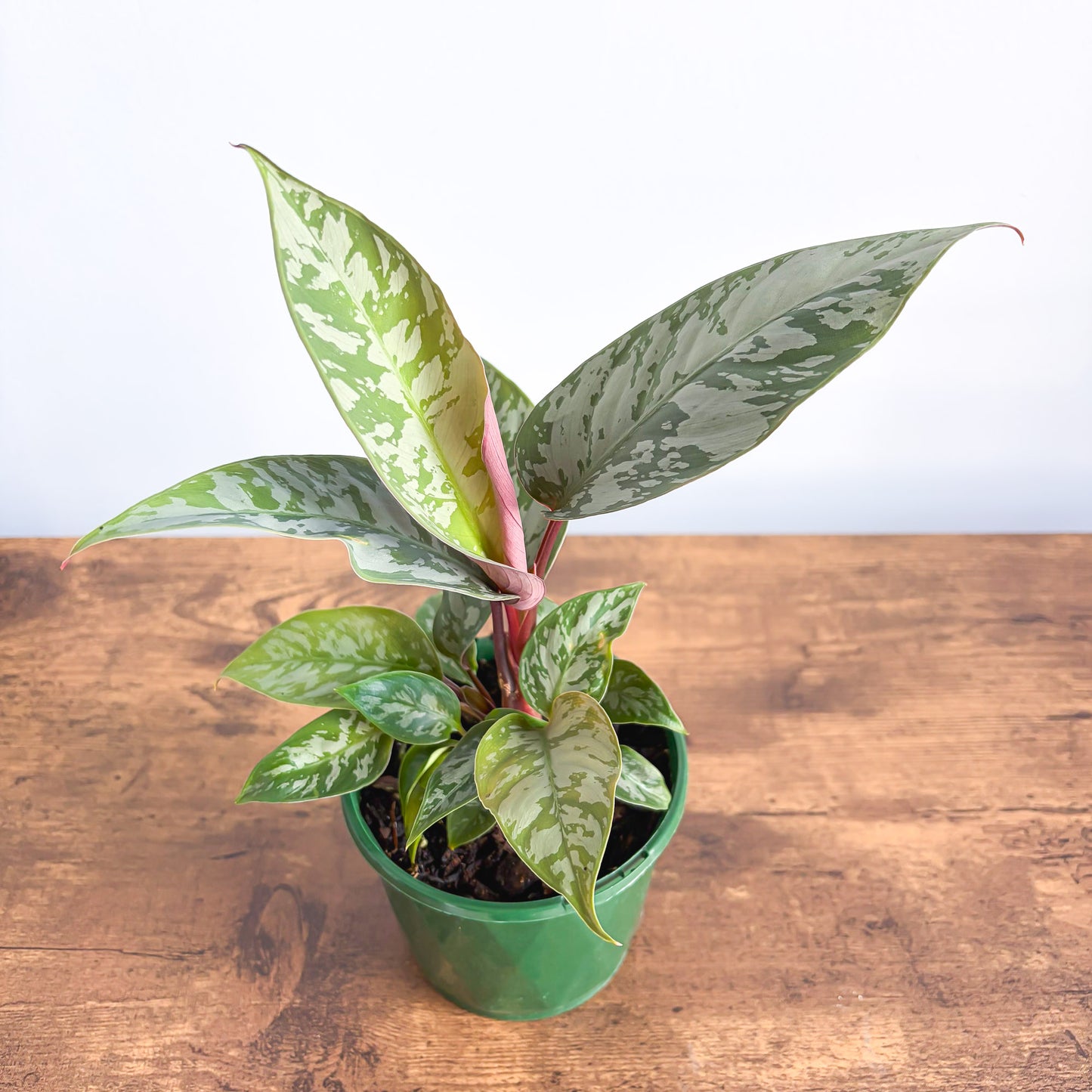 Apoballis Red Sword | The Plant Boys