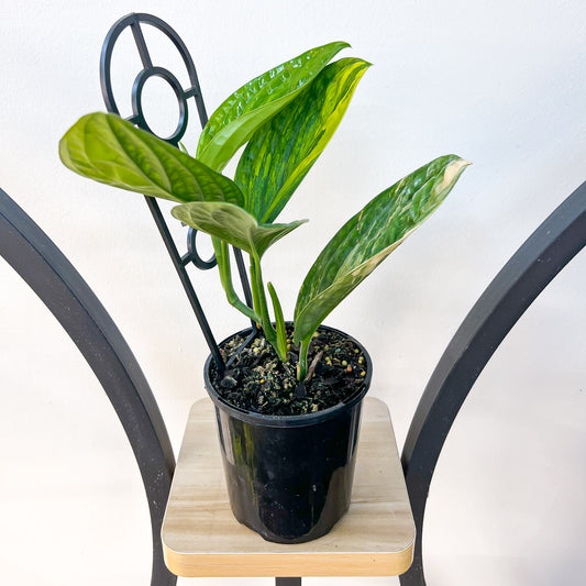 Monstera Karstenianum Peru Variegata | The Plant Boys