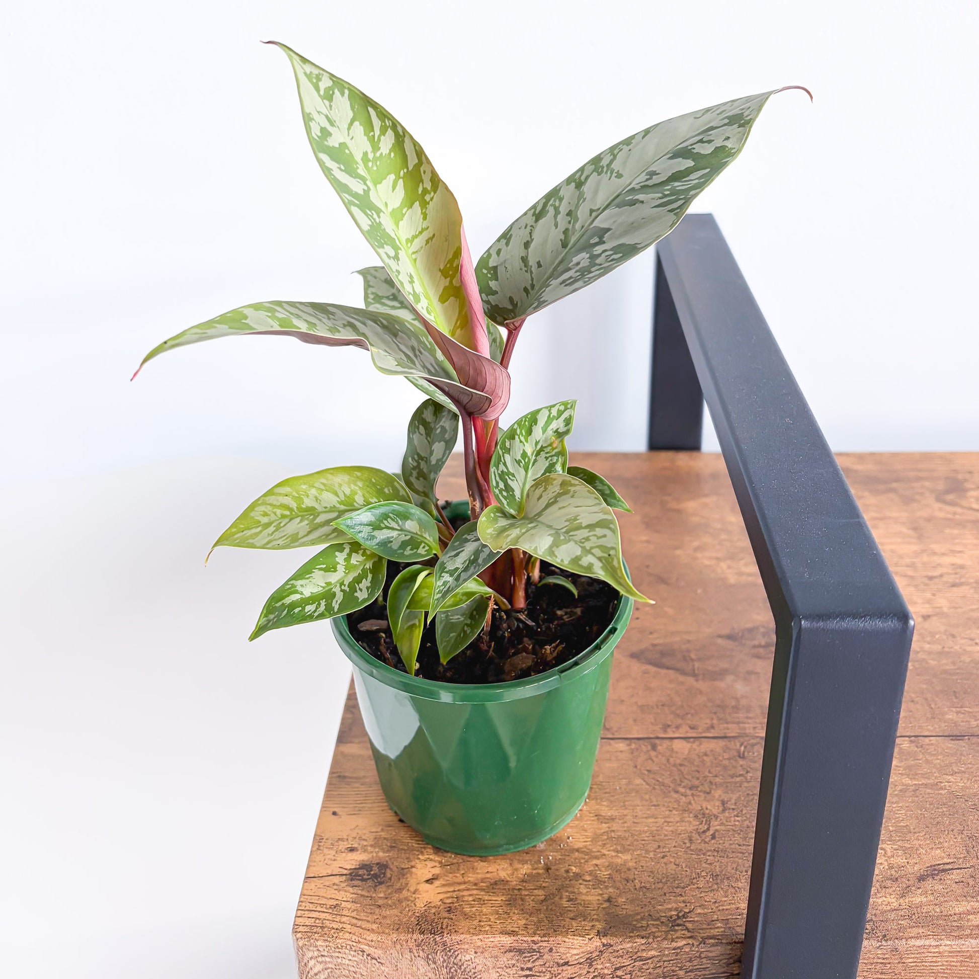 Apoballis Red Sword | The Plant Boys