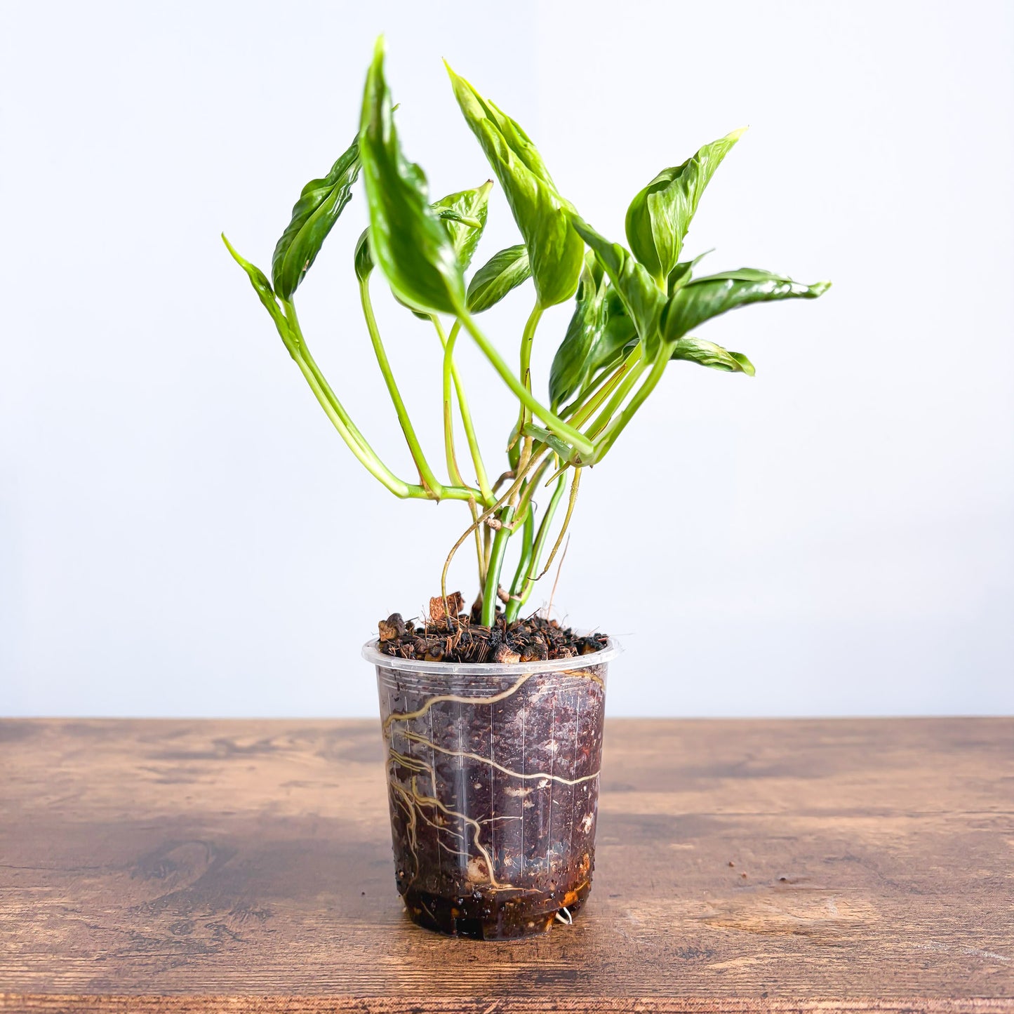 Pothos Shangri - La | The Plant Boys
