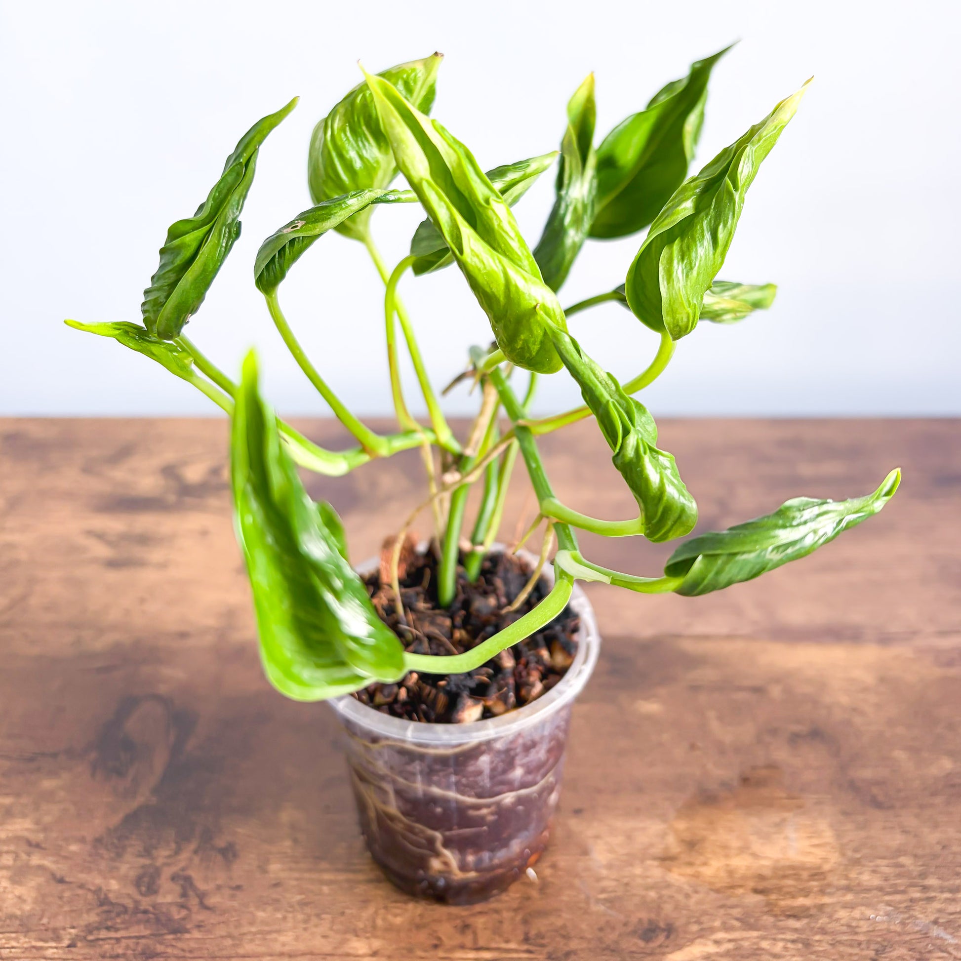 Pothos Shangri-La – The Plant Boys