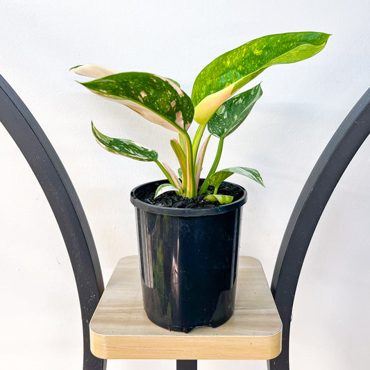 Philodendron Congo Nuclear Variegata | The Plant Boys