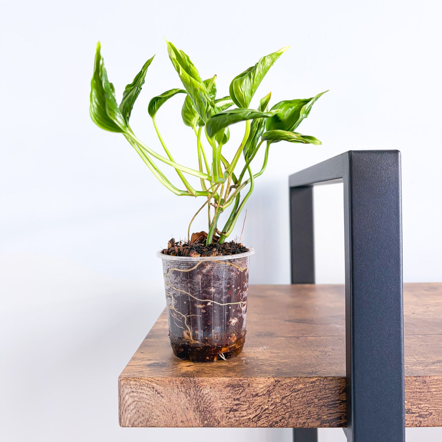 Pothos Shangri - La | The Plant Boys
