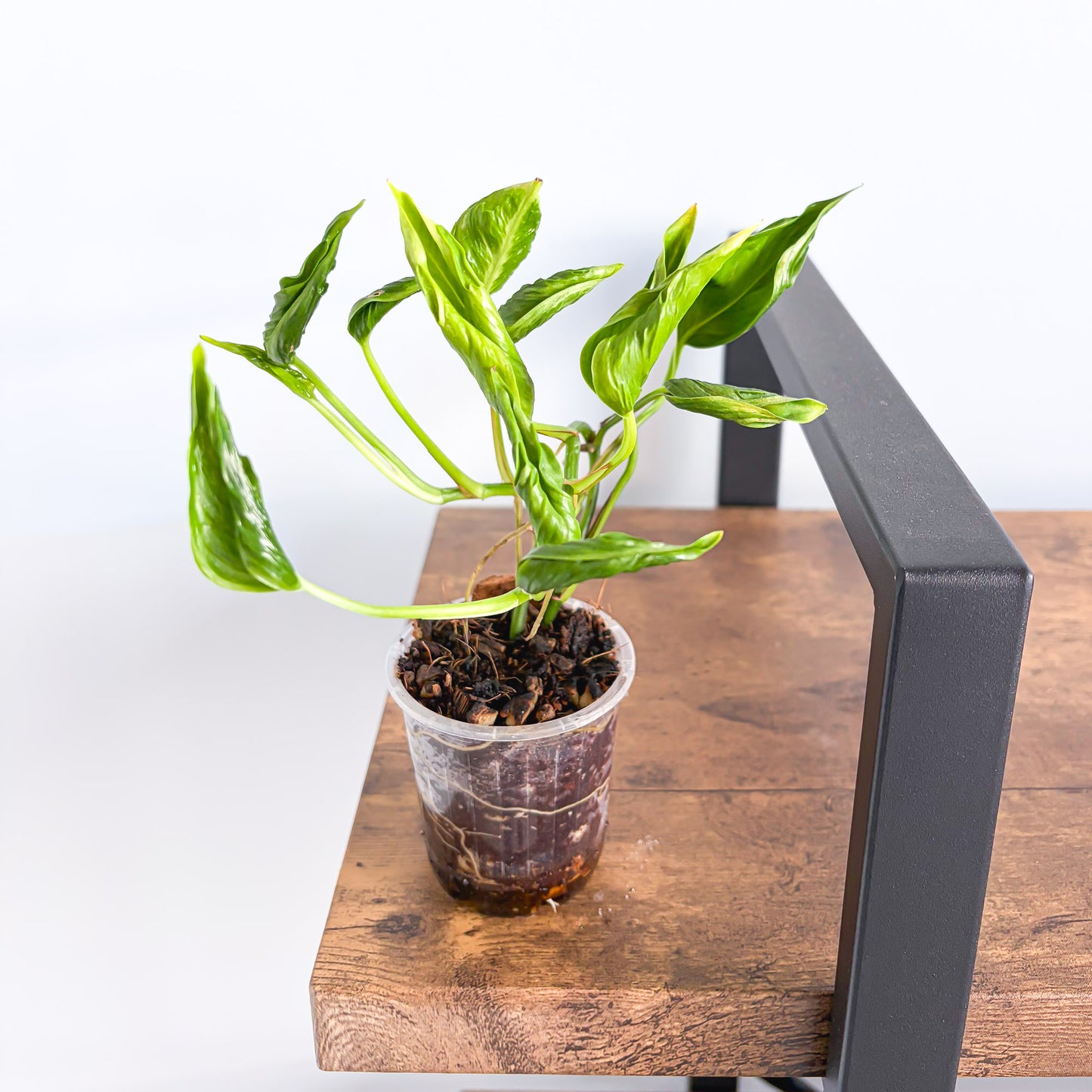 Pothos Shangri - La | The Plant Boys