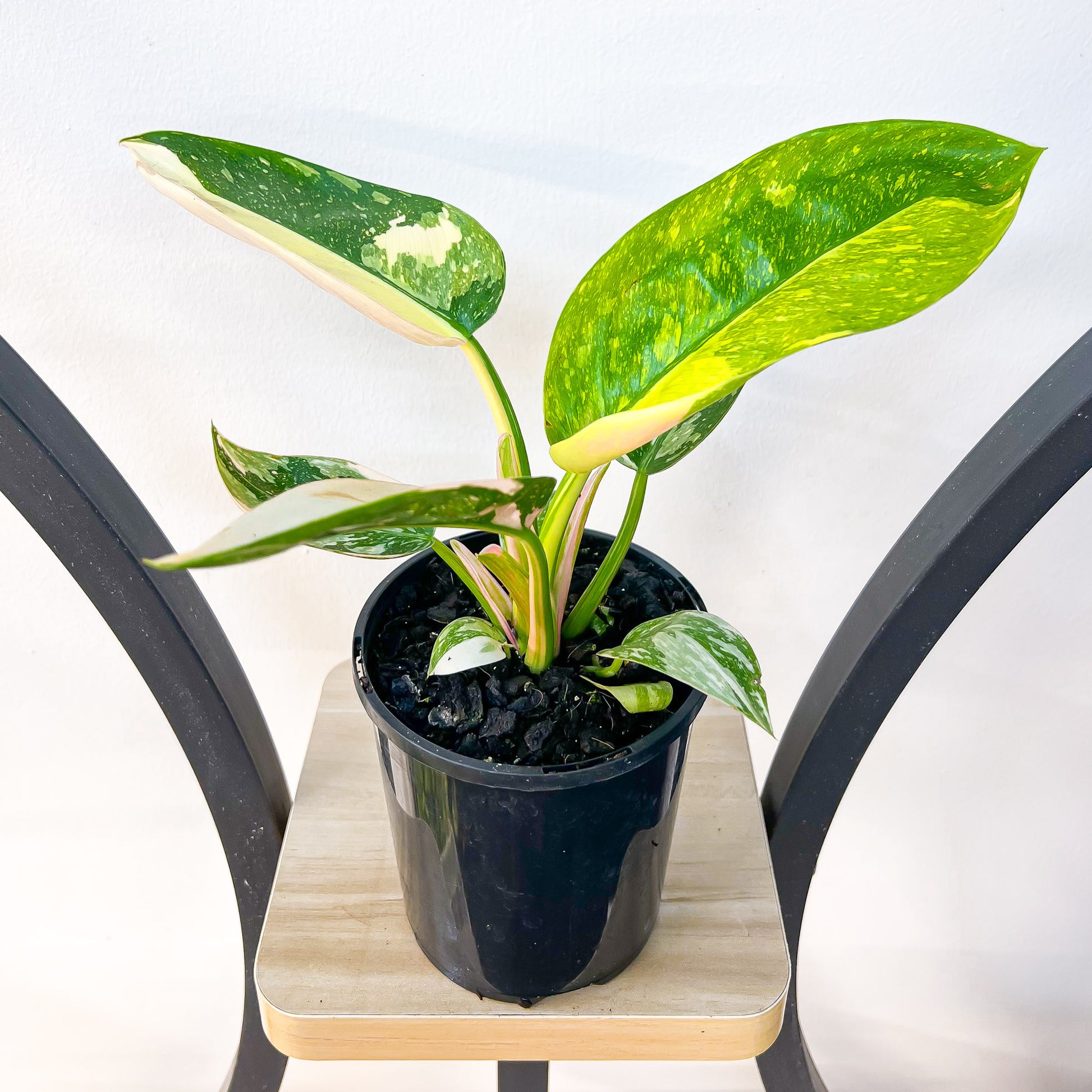 Philodendron Congo Nuclear Variegata | The Plant Boys