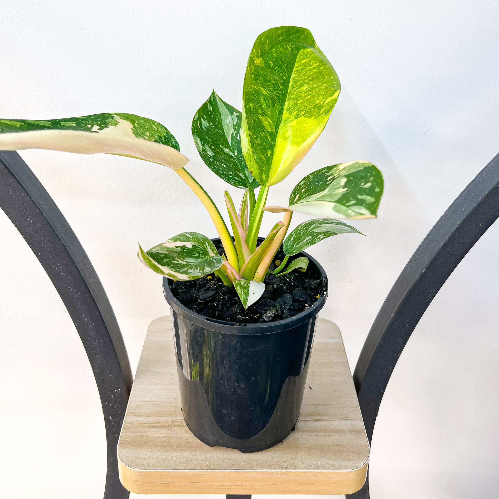 Philodendron Congo Nuclear Variegata | The Plant Boys