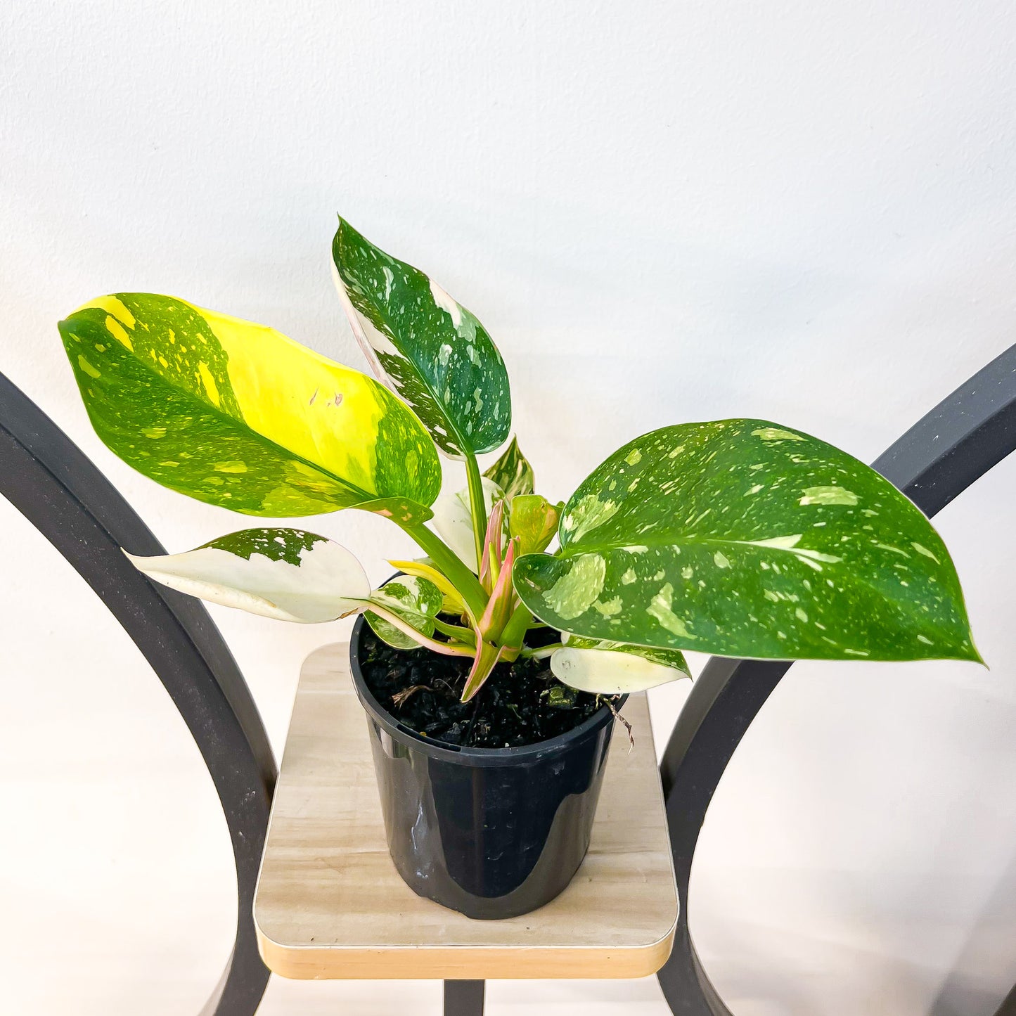Philodendron Congo Nuclear Variegata | The Plant Boys
