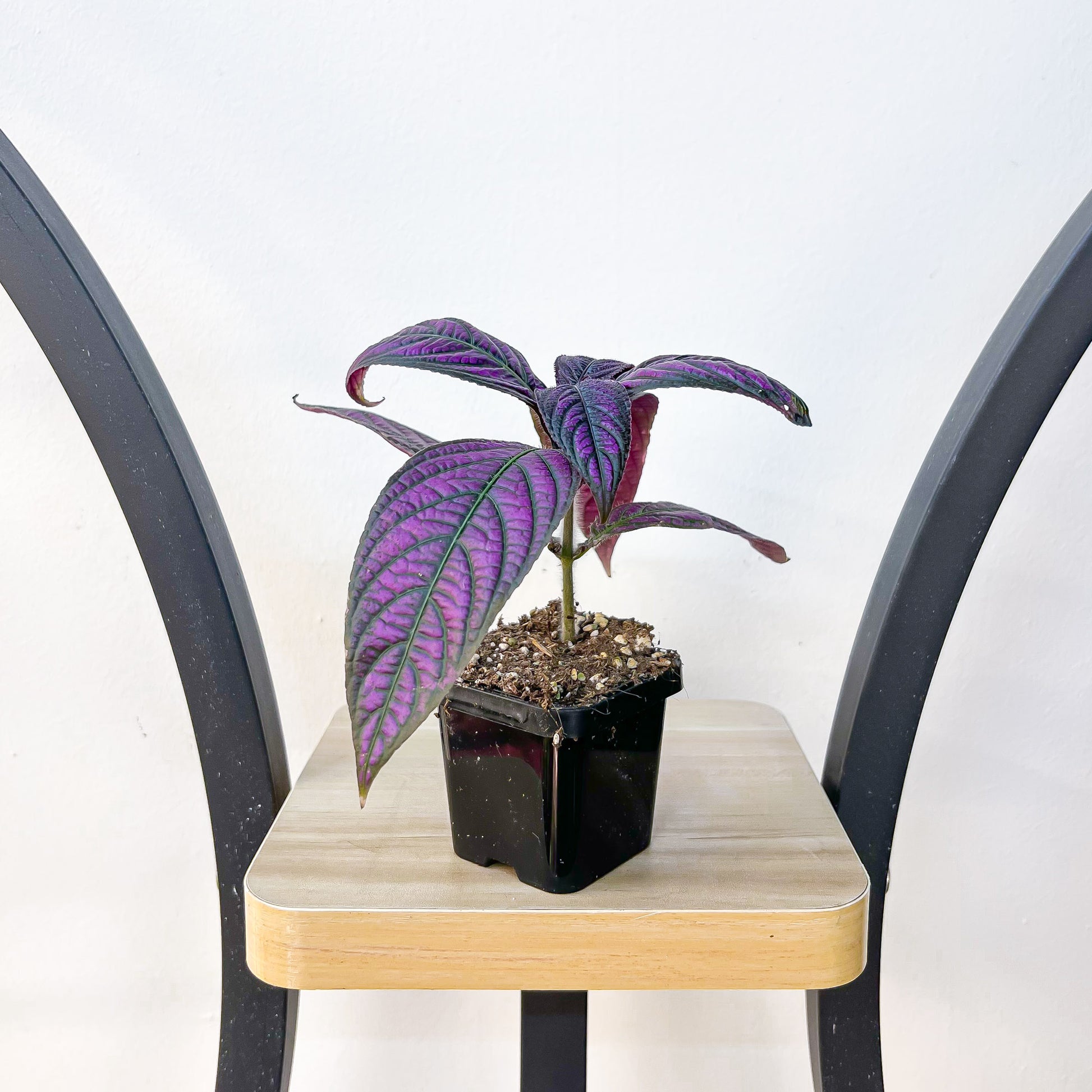 Strobilanthes Persian Shield | The Plant Boys