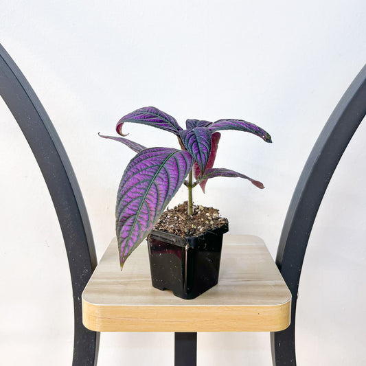 Strobilanthes Persian Shield | The Plant Boys