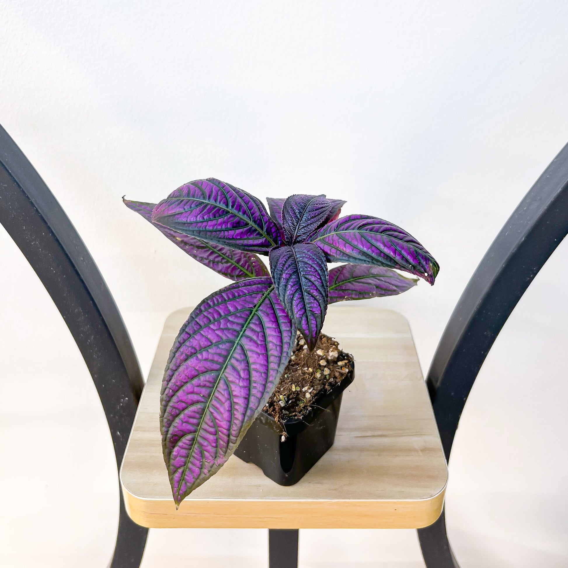 Strobilanthes Persian Shield | The Plant Boys