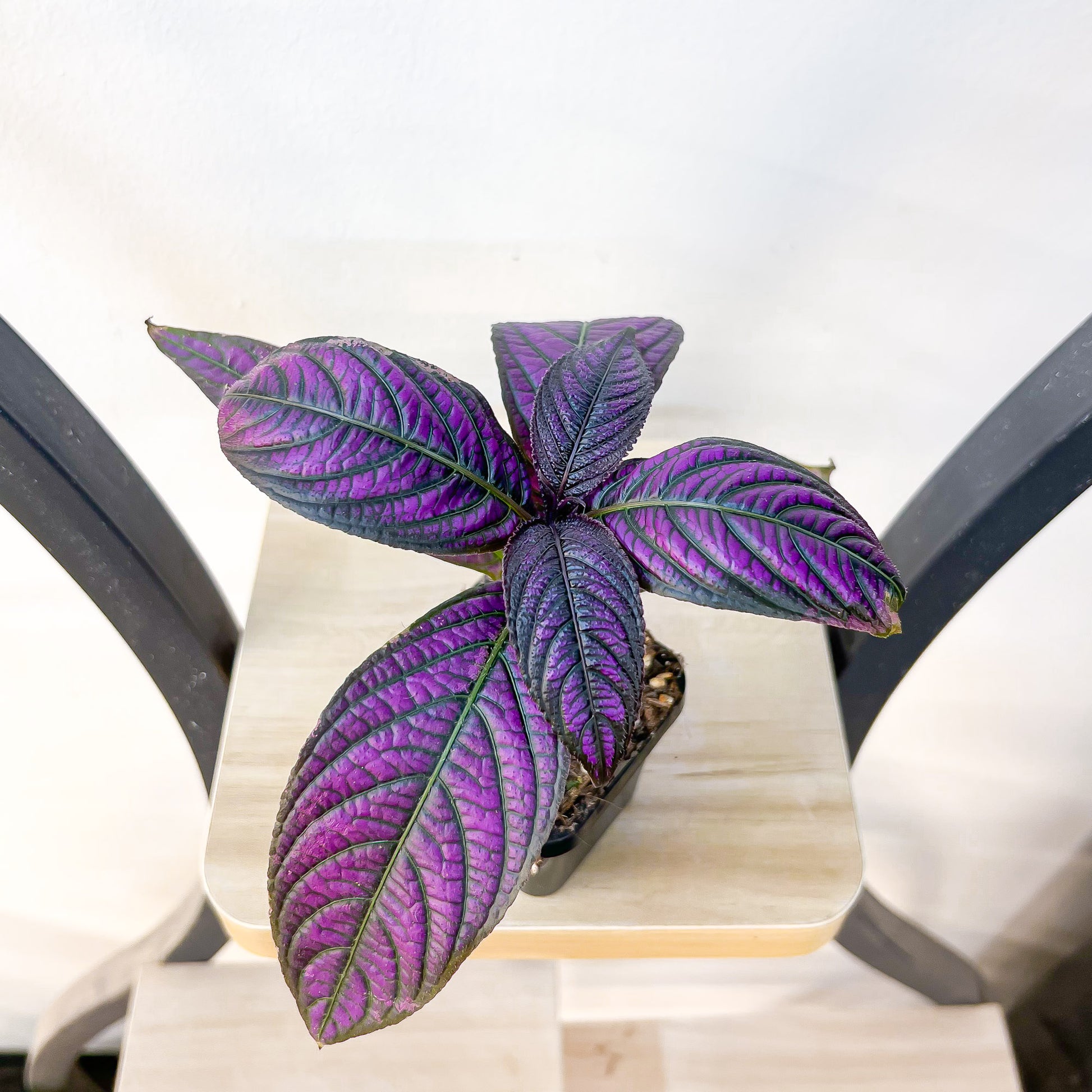 Strobilanthes Persian Shield | The Plant Boys