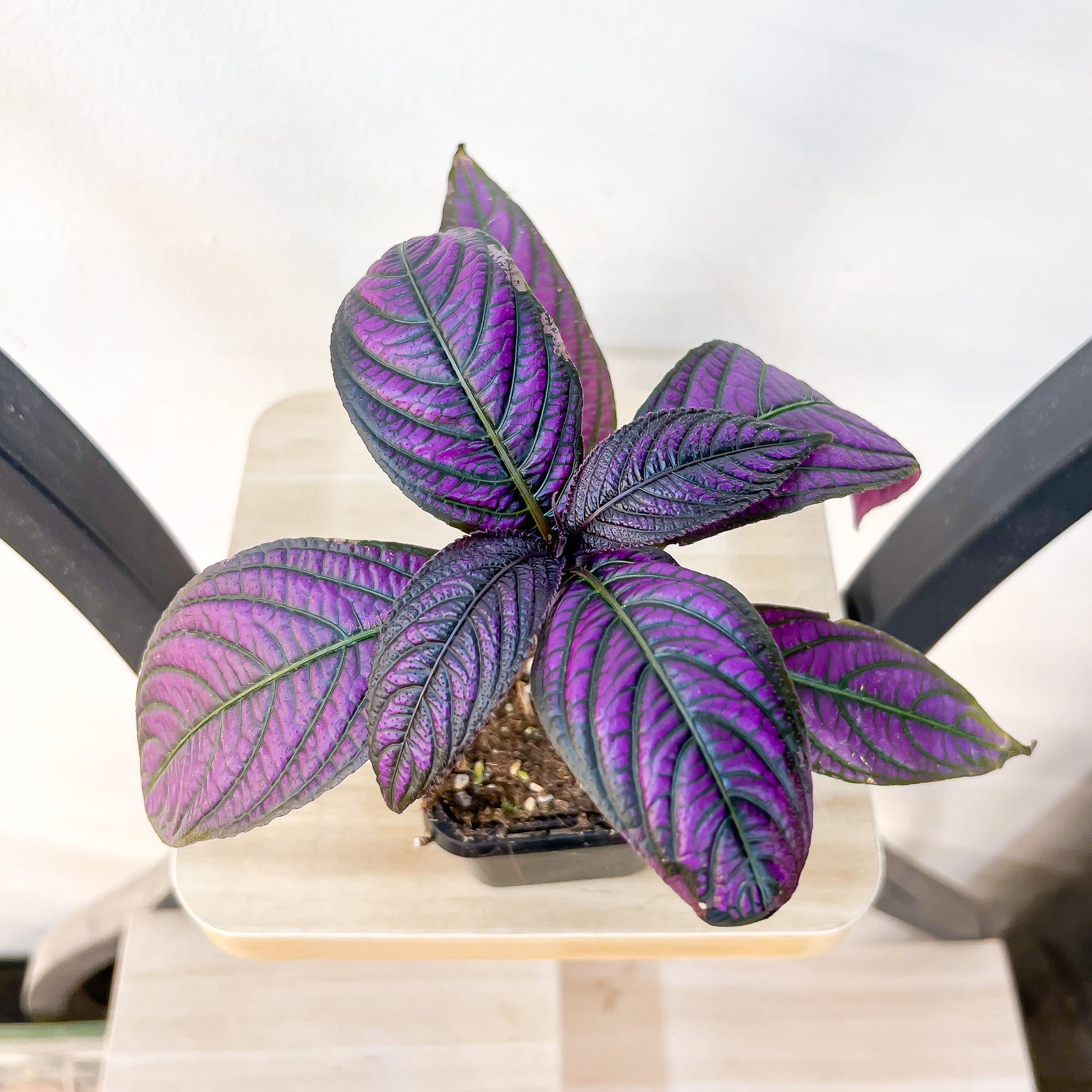 Strobilanthes Persian Shield | The Plant Boys