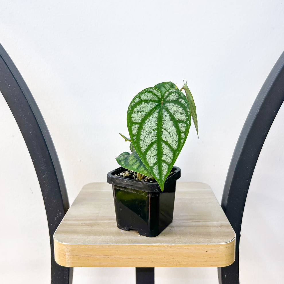 Piper Sylvaticum Plante pour bébé | Urban Jungle