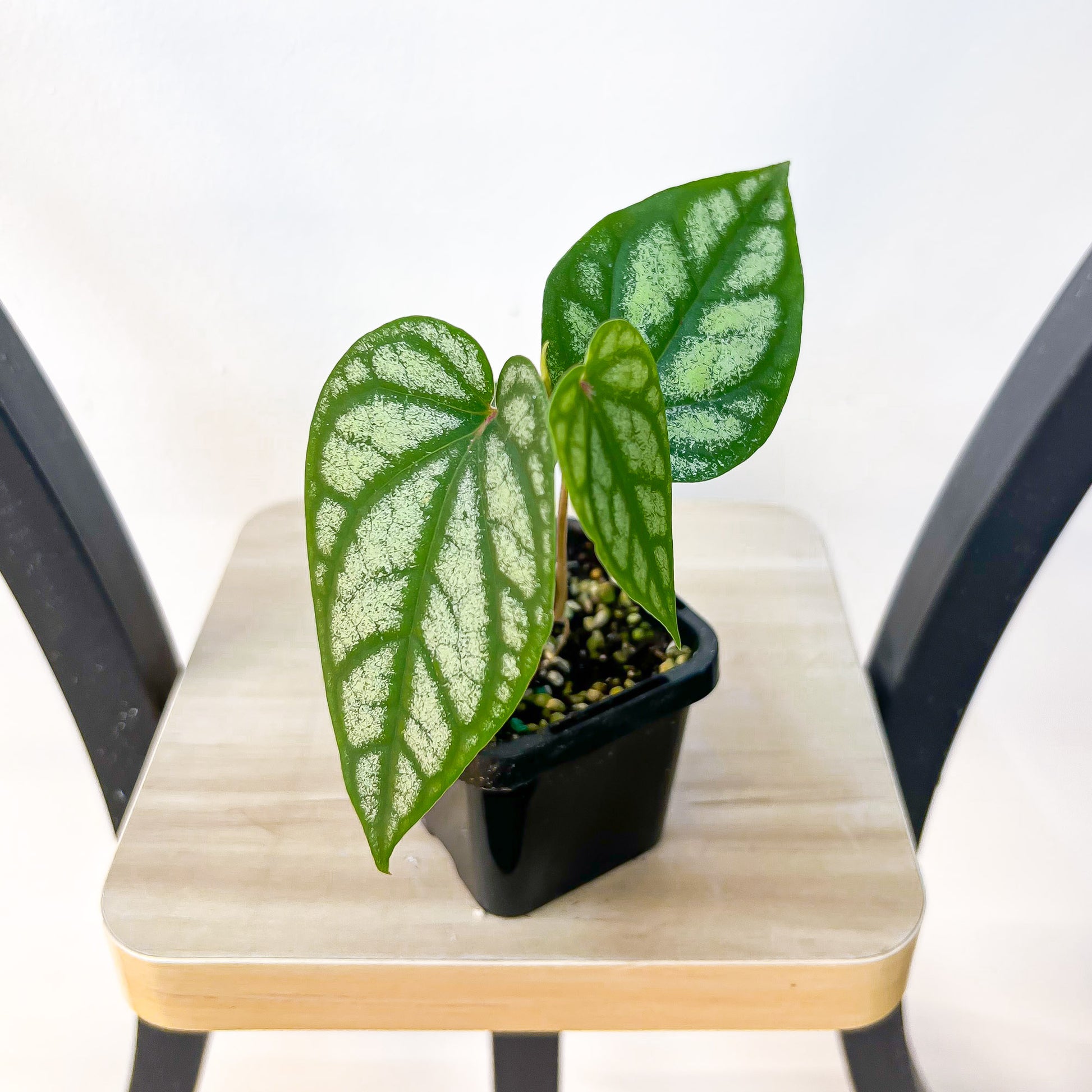 Piper Sylvaticum | The Plant Boys