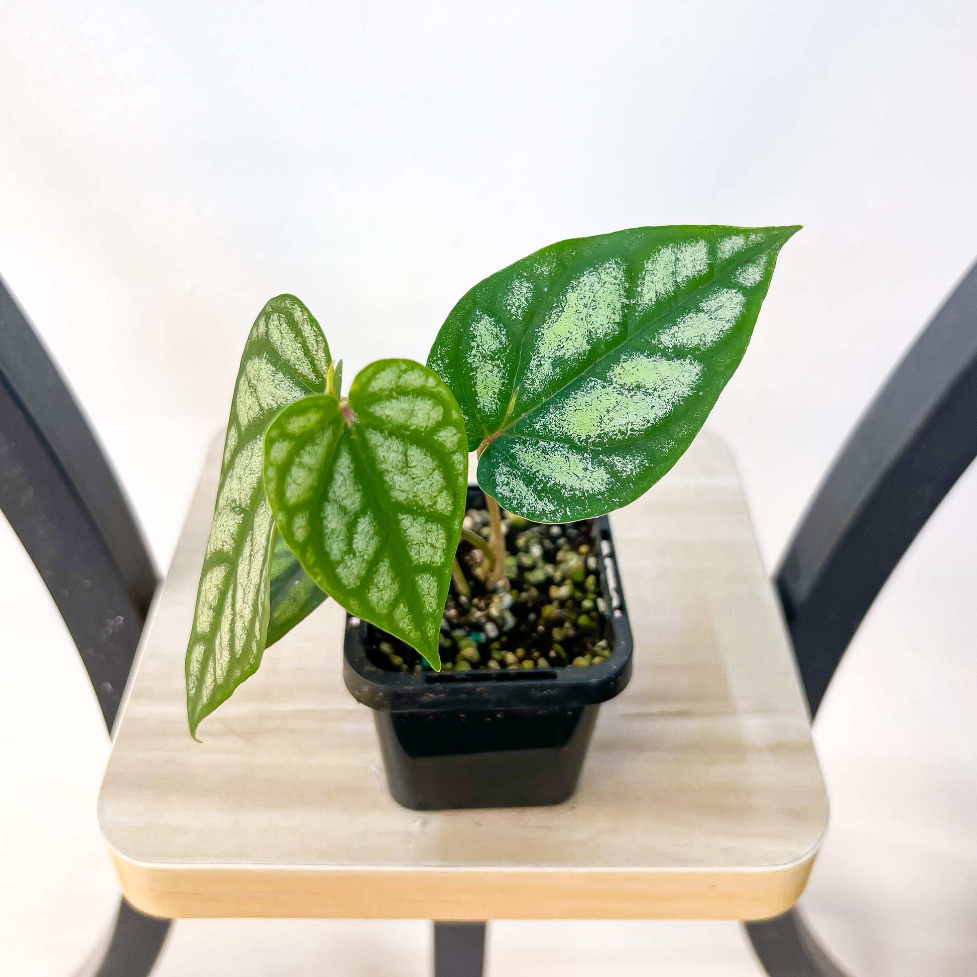 Piper Sylvaticum | The Plant Boys