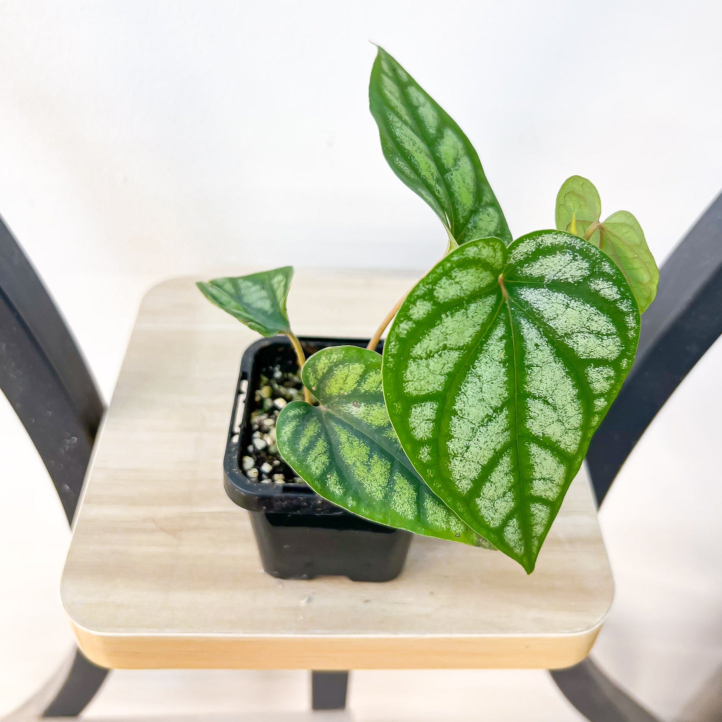 Piper Sylvaticum | The Plant Boys