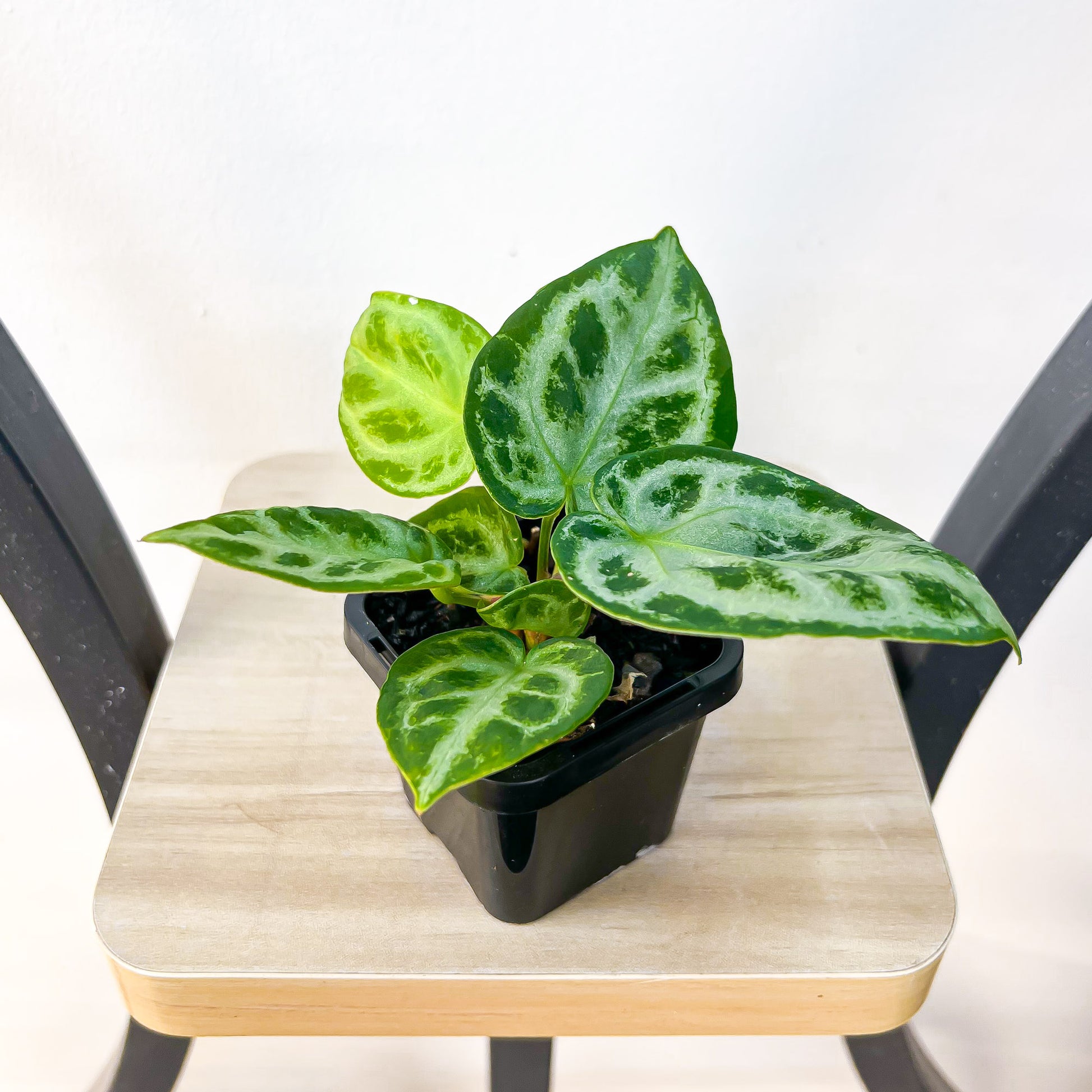 Anthurium Dorayaki | The Plant Boys