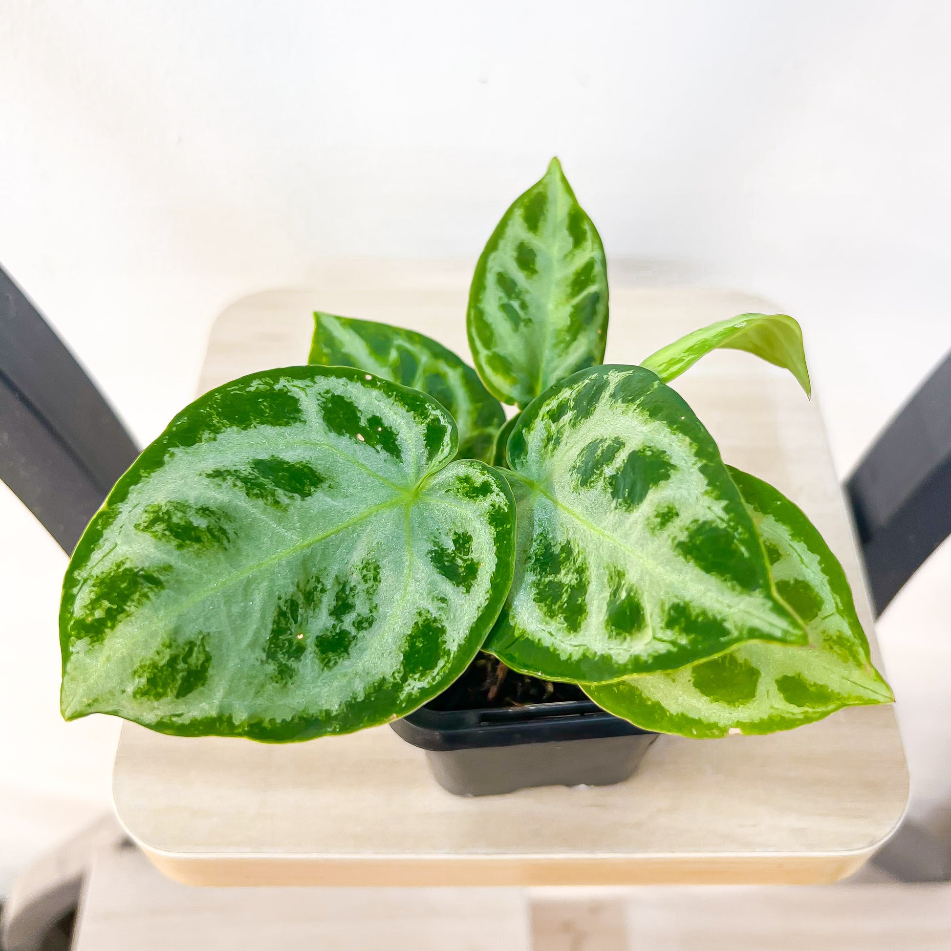 Anthurium Dorayaki | The Plant Boys