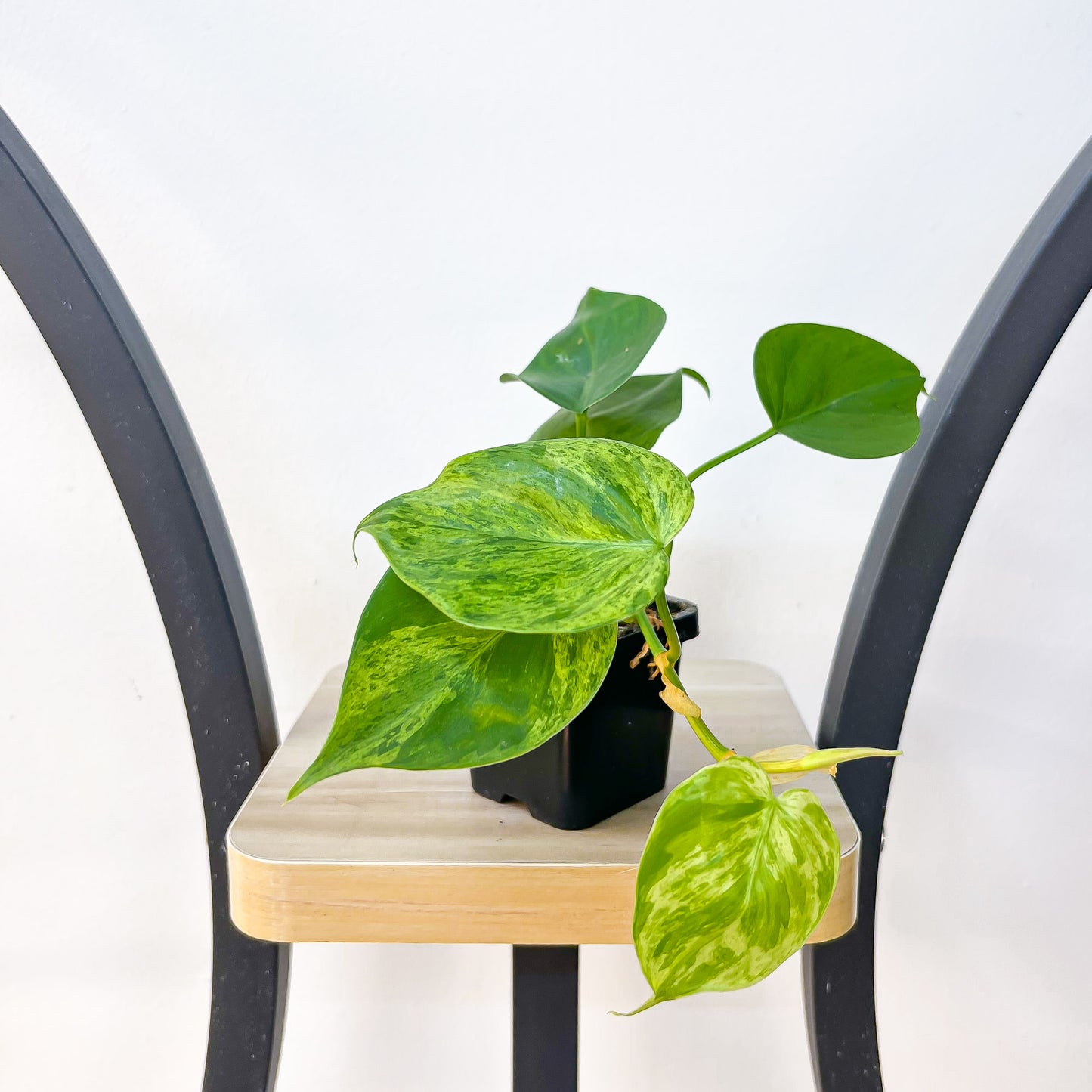 Philodendron Heart Leaf Variegated | The Plant Boys