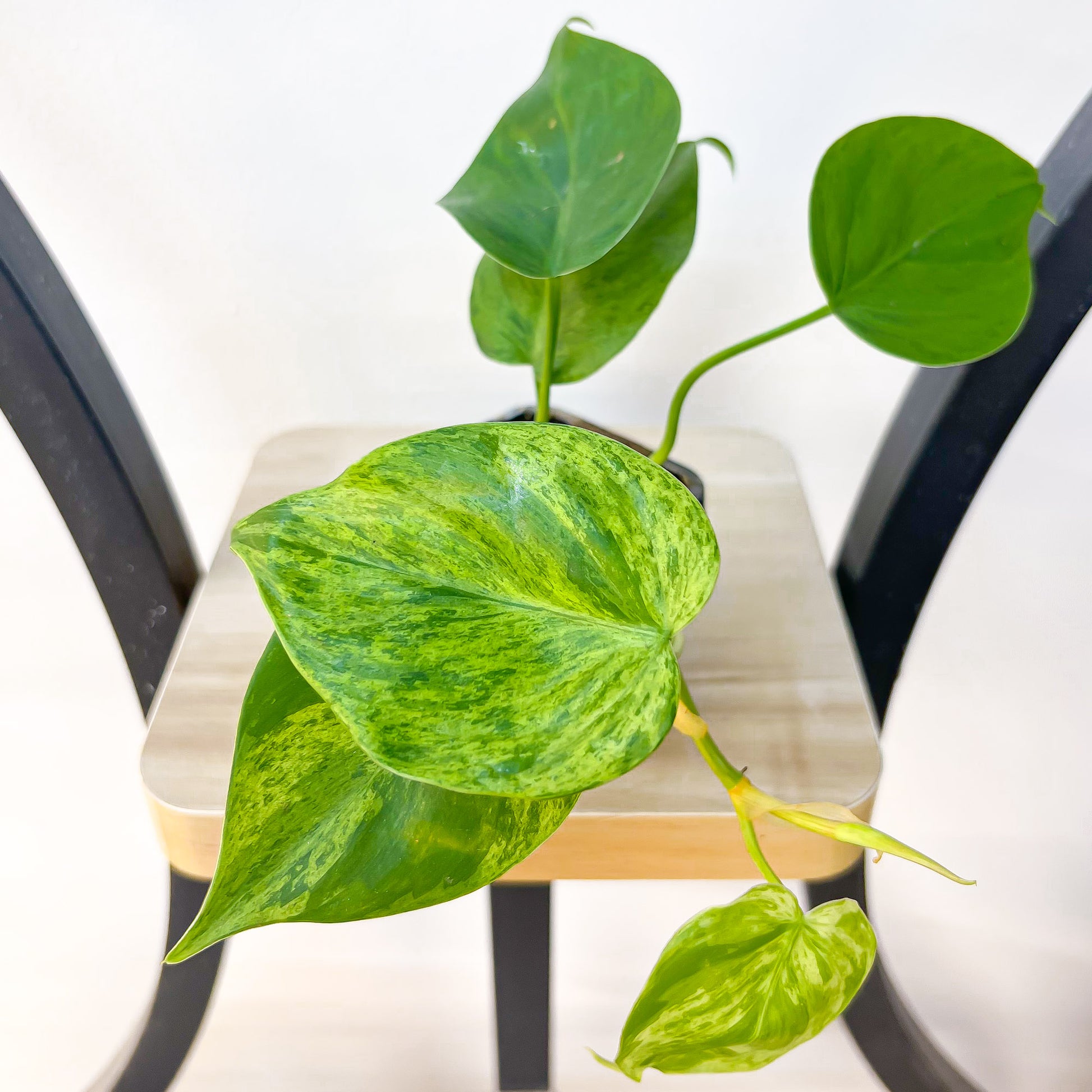 Philodendron Heart Leaf Variegated | The Plant Boys