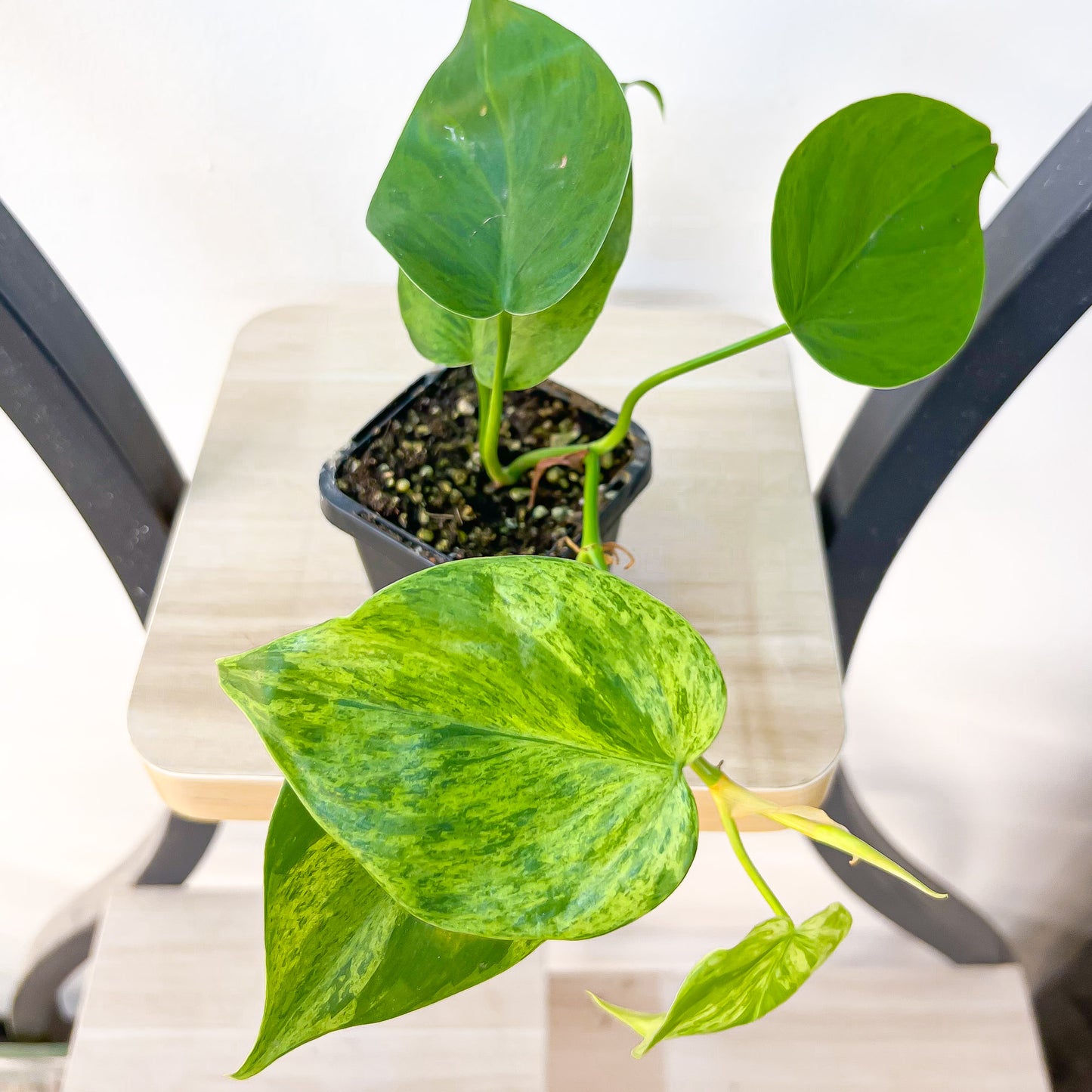 Philodendron Heart Leaf Variegated | The Plant Boys