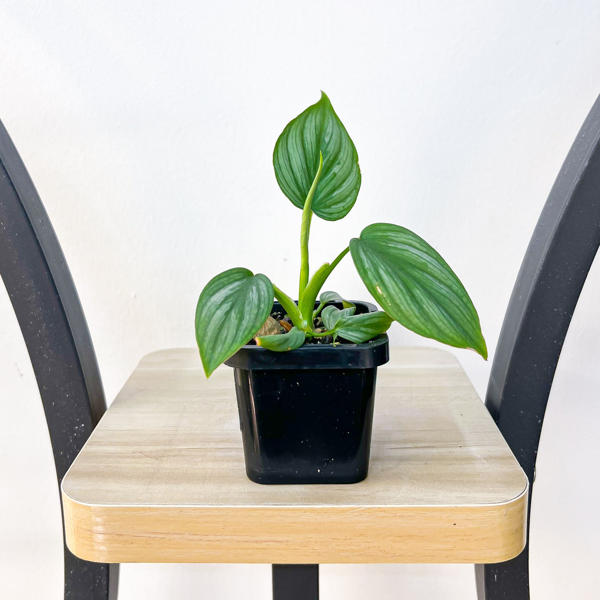 Philodendron Mamei | The Plant Boys