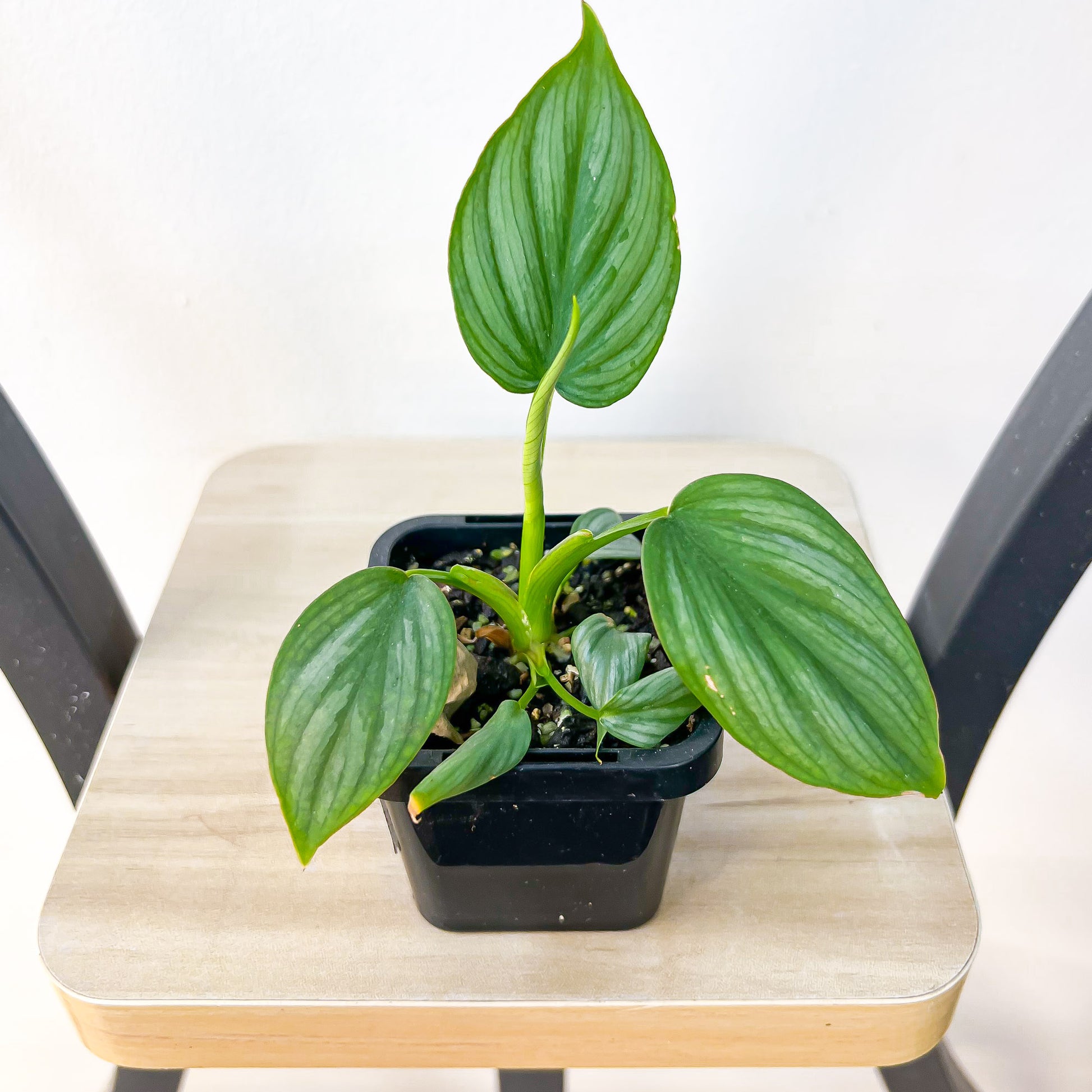 Philodendron Mamei | The Plant Boys