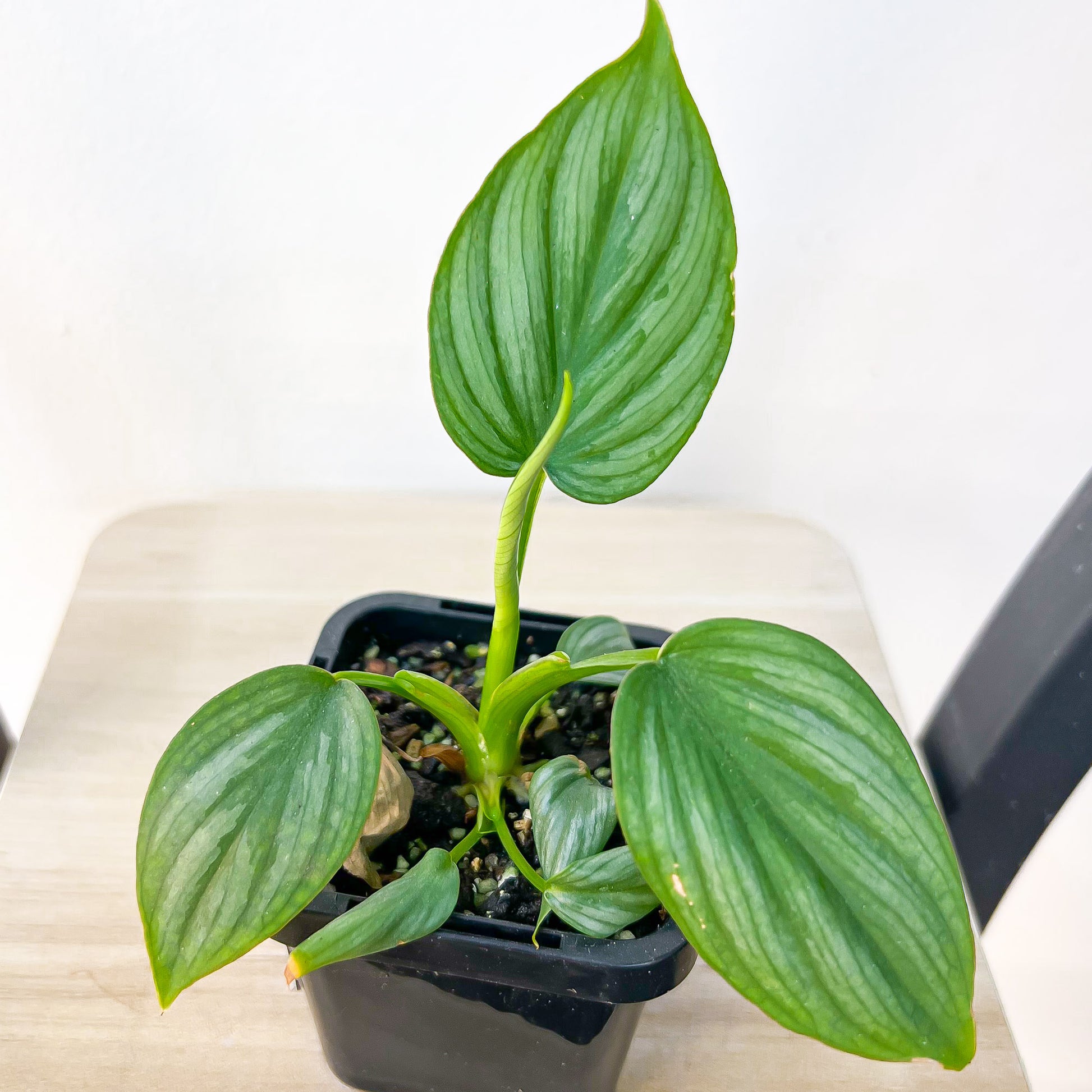 Philodendron Mamei | The Plant Boys