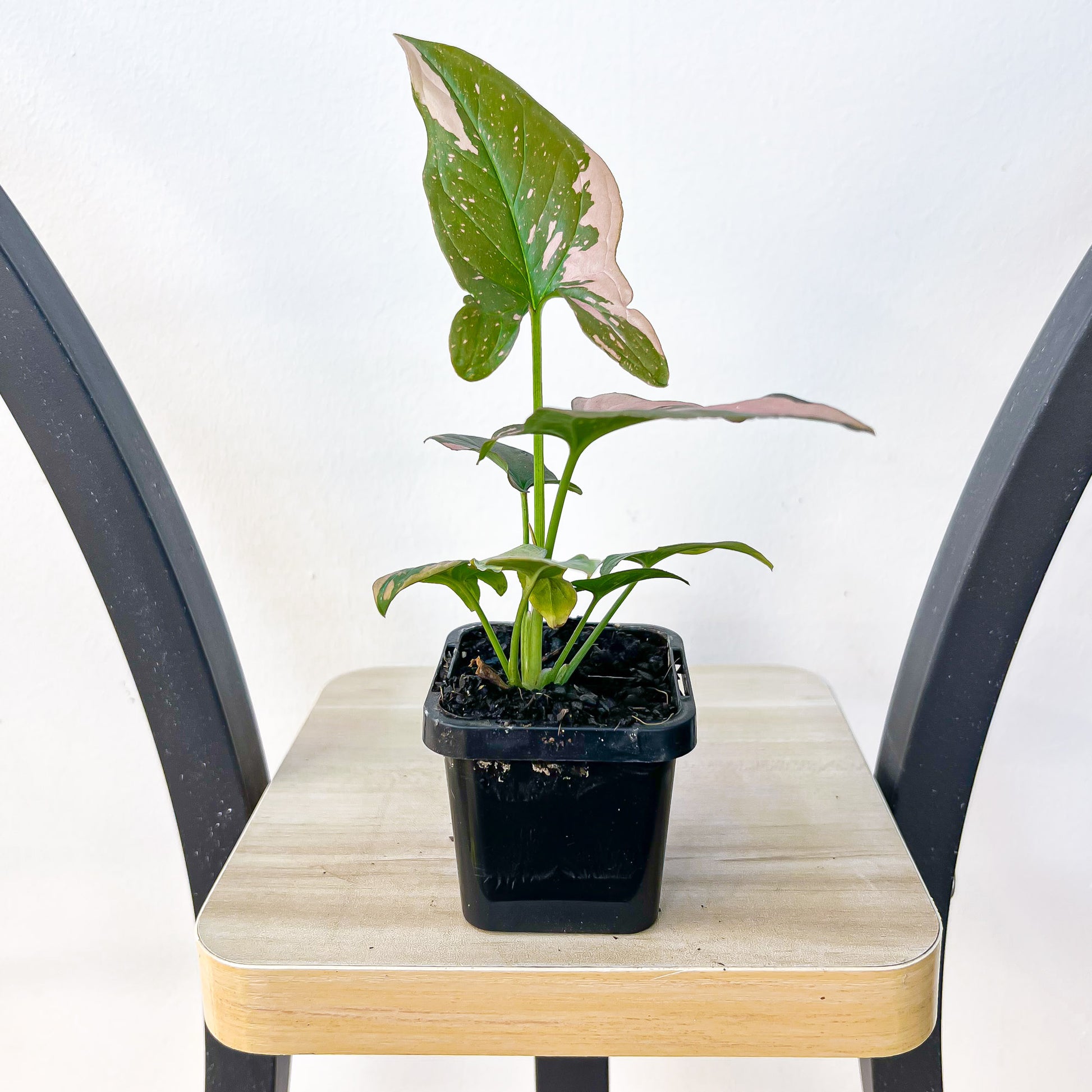 Syngonium Red Spot | The Plant Boys