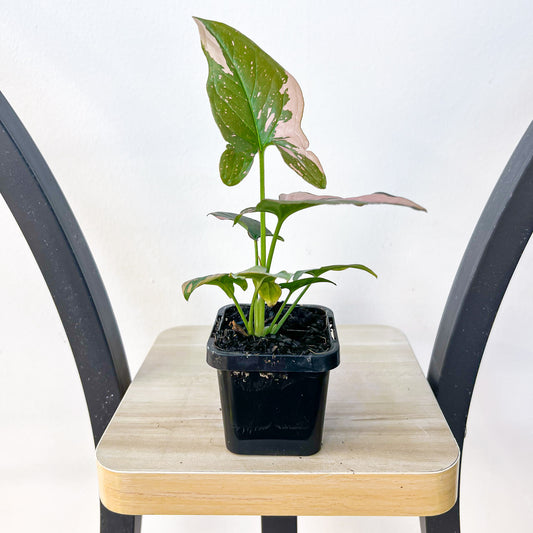 Syngonium Red Spot | The Plant Boys