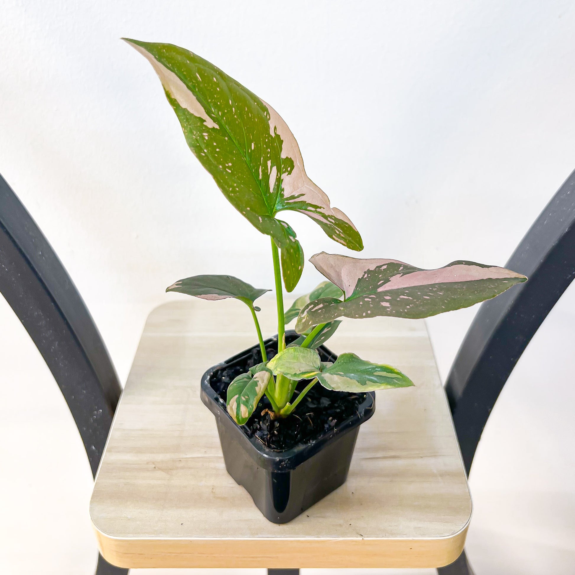 Syngonium Red Spot | The Plant Boys