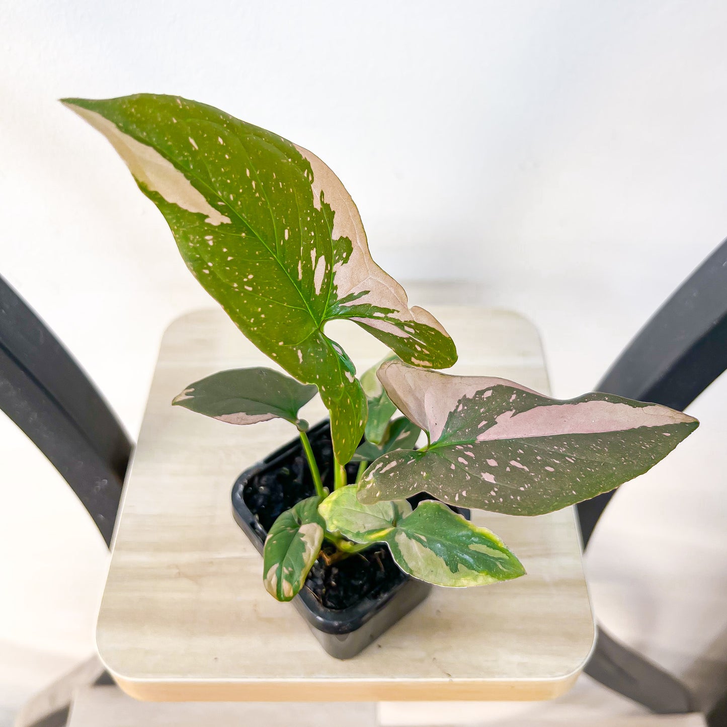 Syngonium Red Spot | The Plant Boys