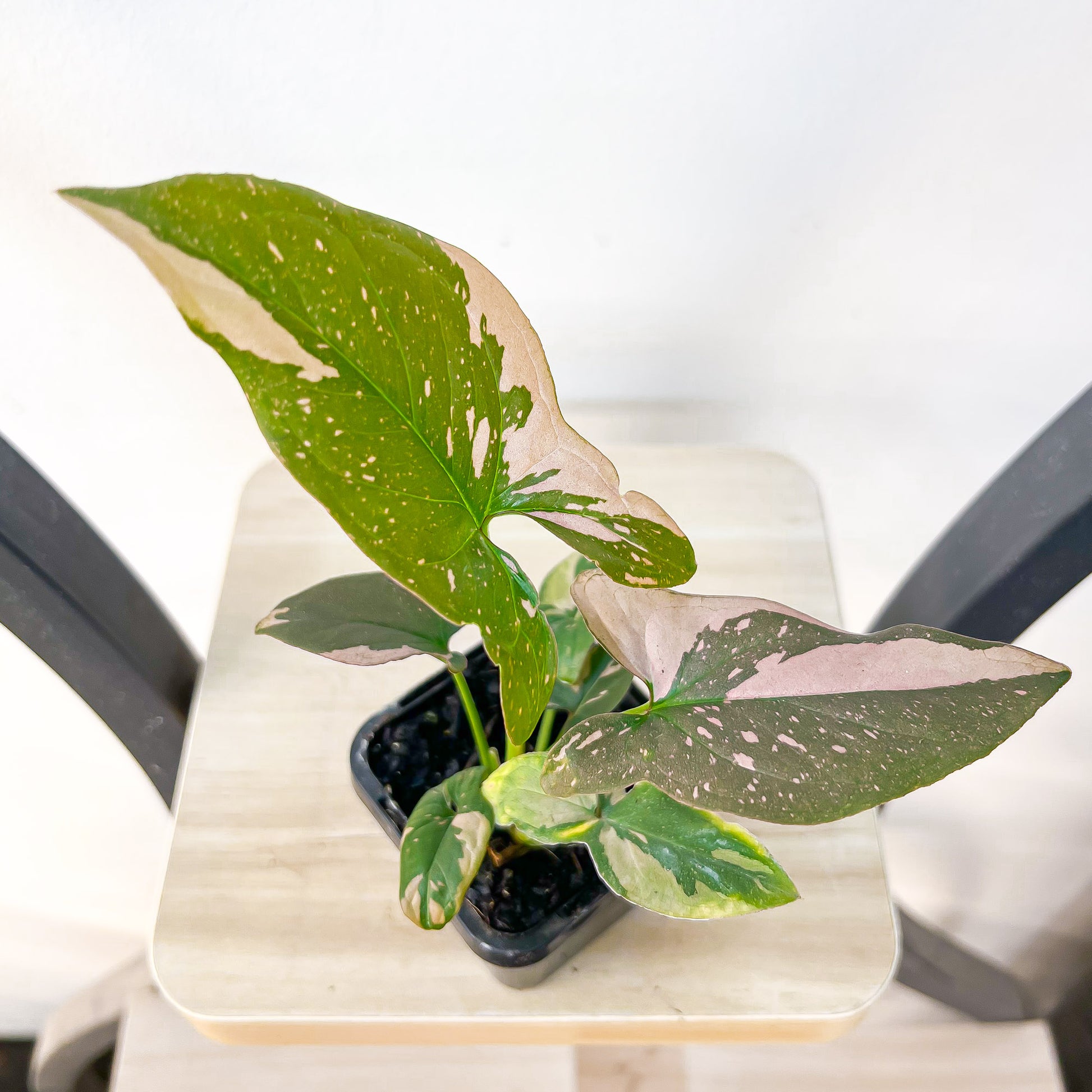 Syngonium Red Spot | The Plant Boys