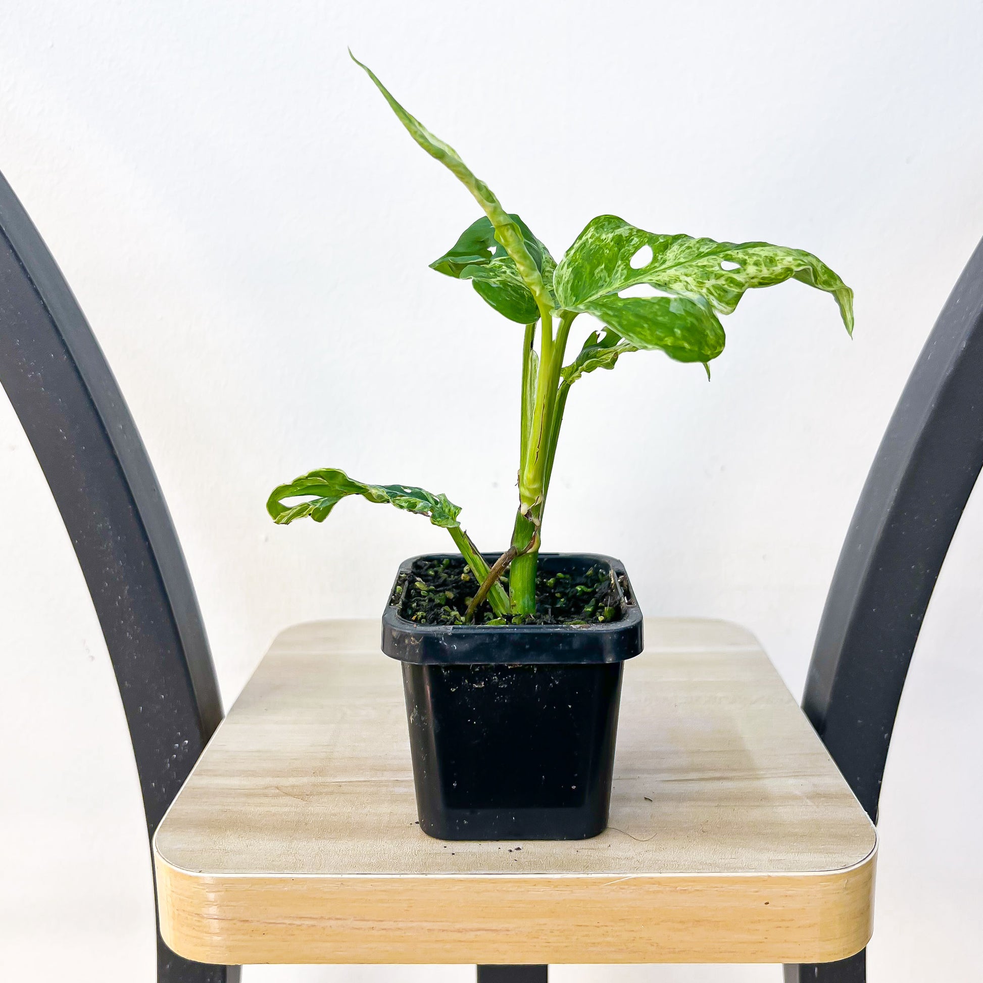 Monstera Adansonii Mint Variegated | The Plant Boys