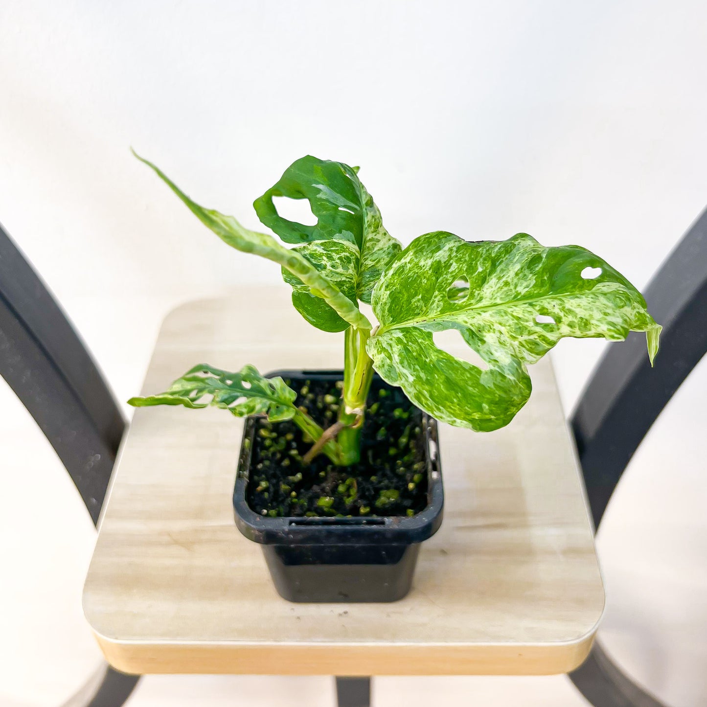 variegated monstera adansonii australia Monstera Adansonii Mint Variegated – The Plant Boys